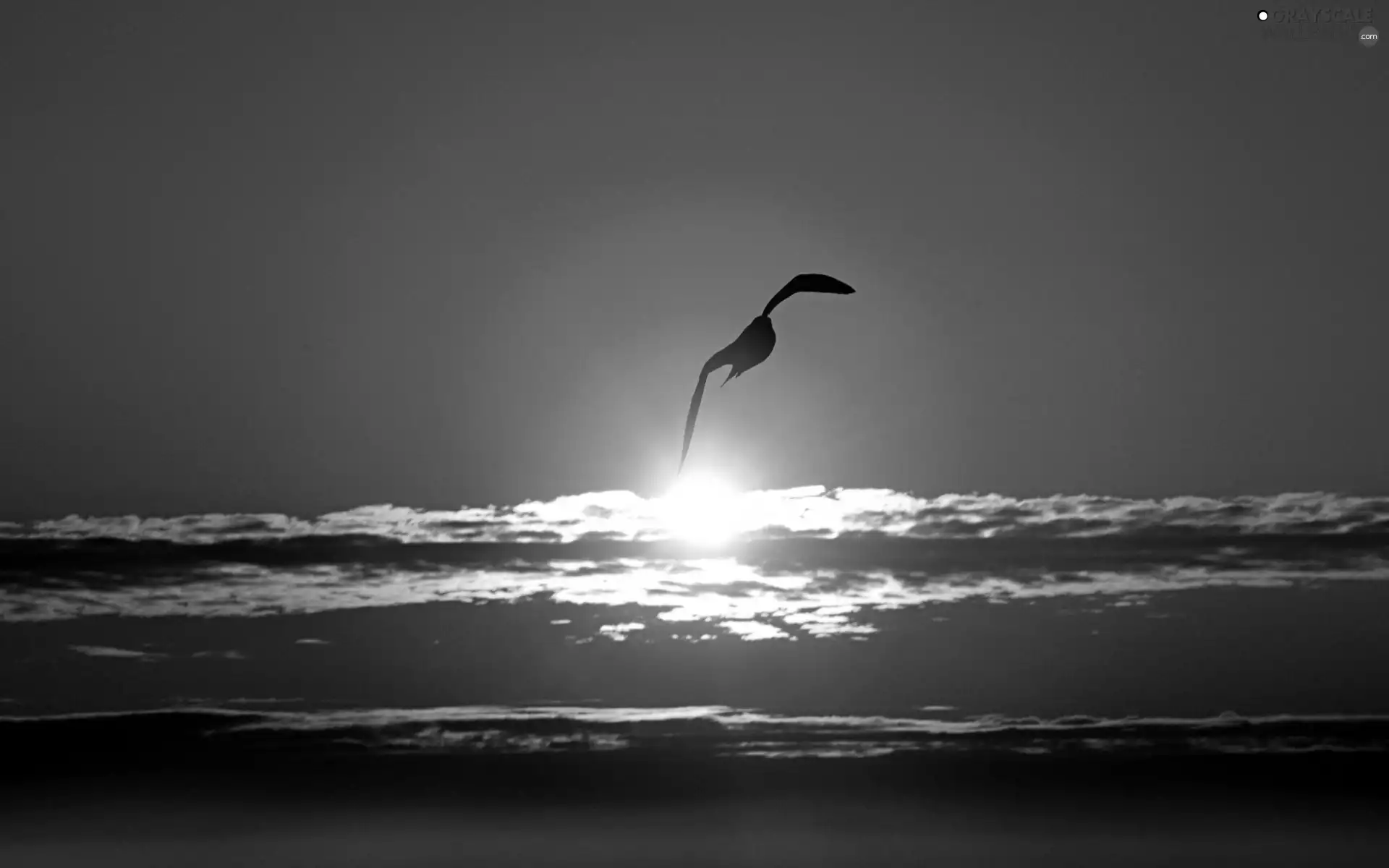 west, Sky, Bird, sun