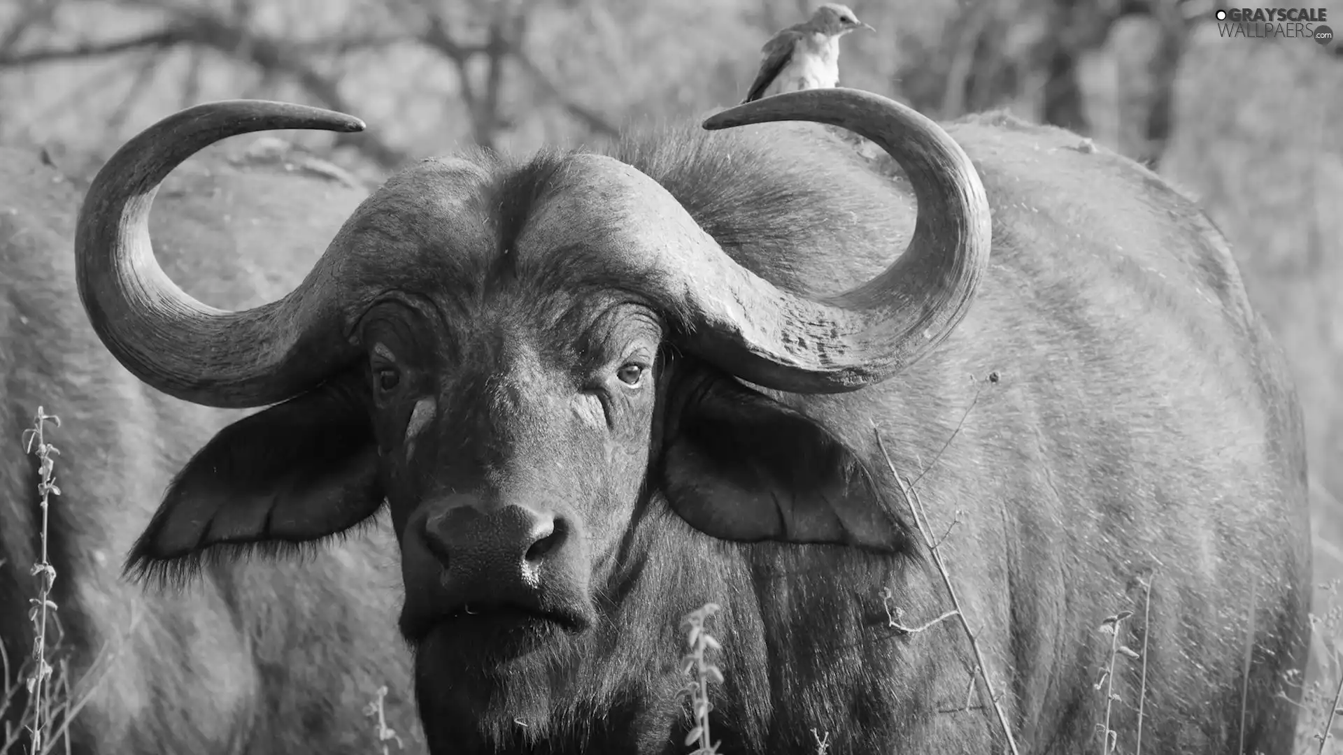 birdies, savanna, buffalo