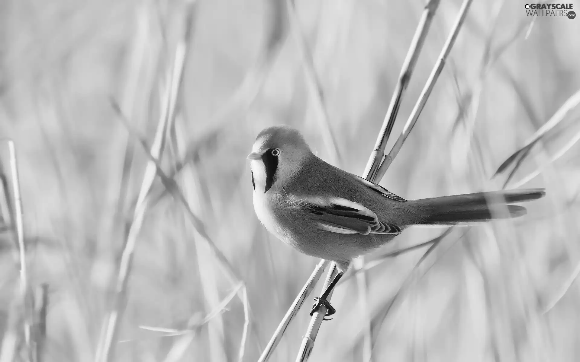 Bearded Tit, color, birdies