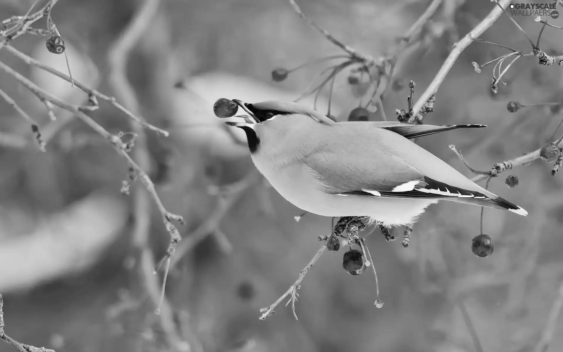 Waxwing, eating, birdies