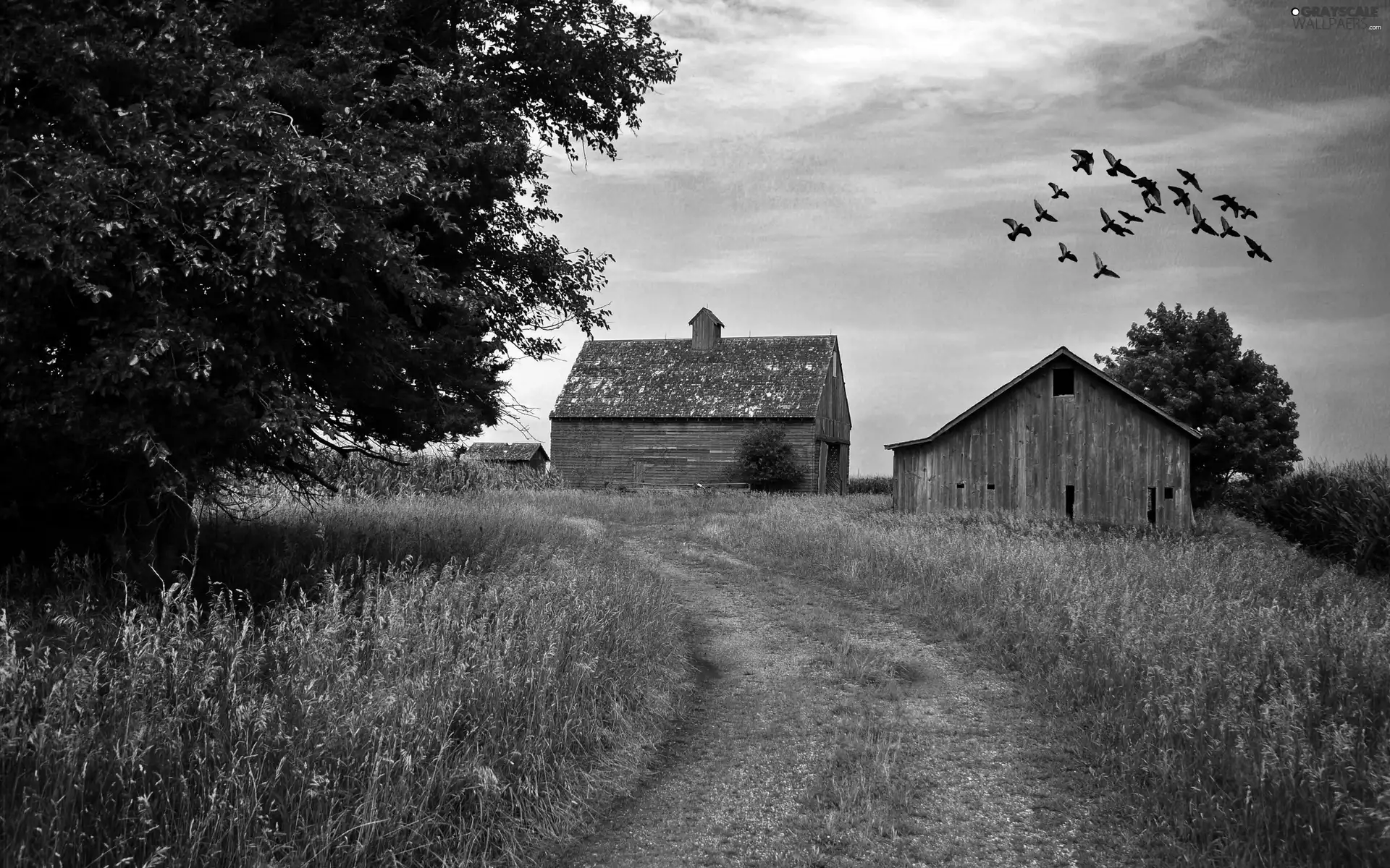 birds, autumn, field, Way, Farms