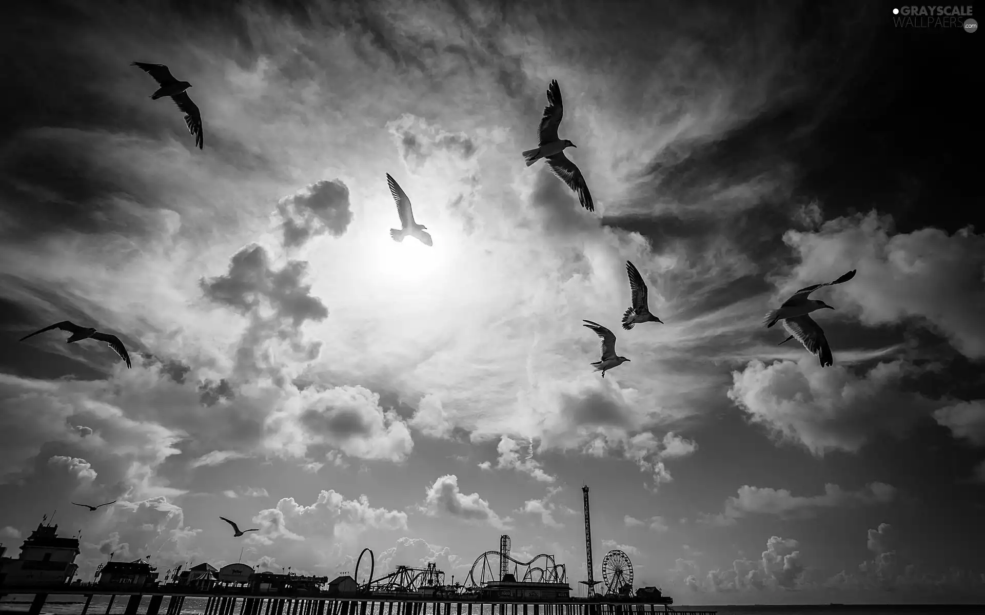 birds, Sky, clouds