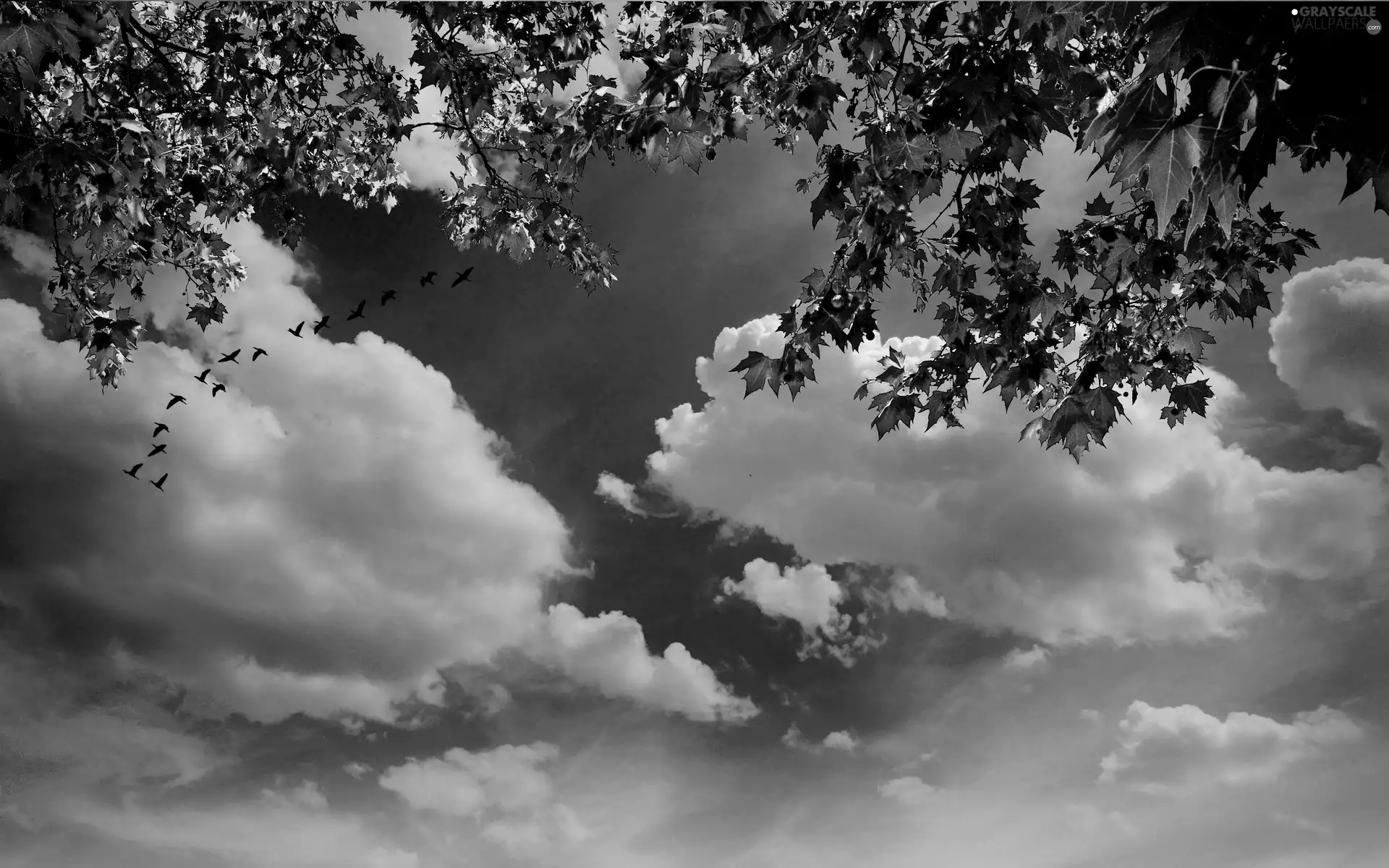 birds, Sky, clouds