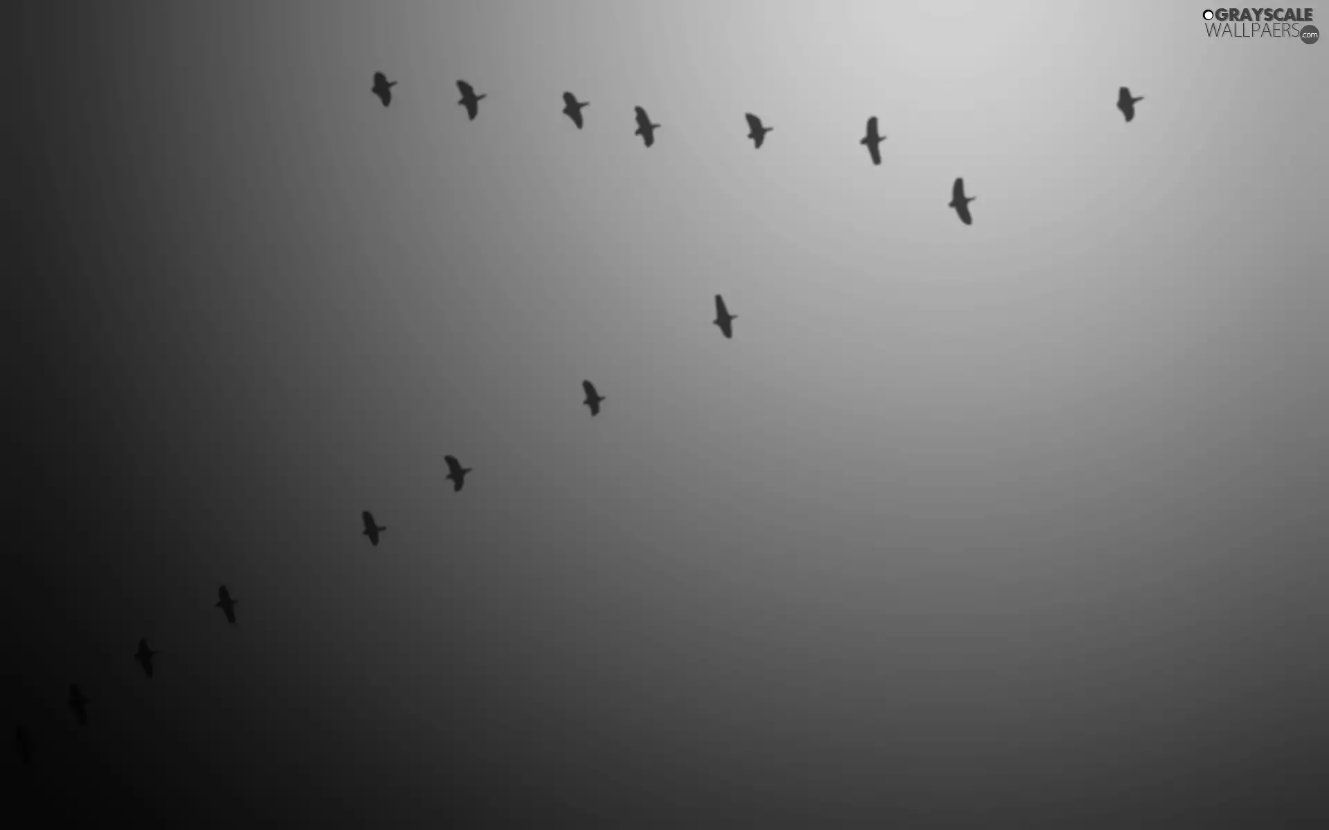 birds, Key, flying