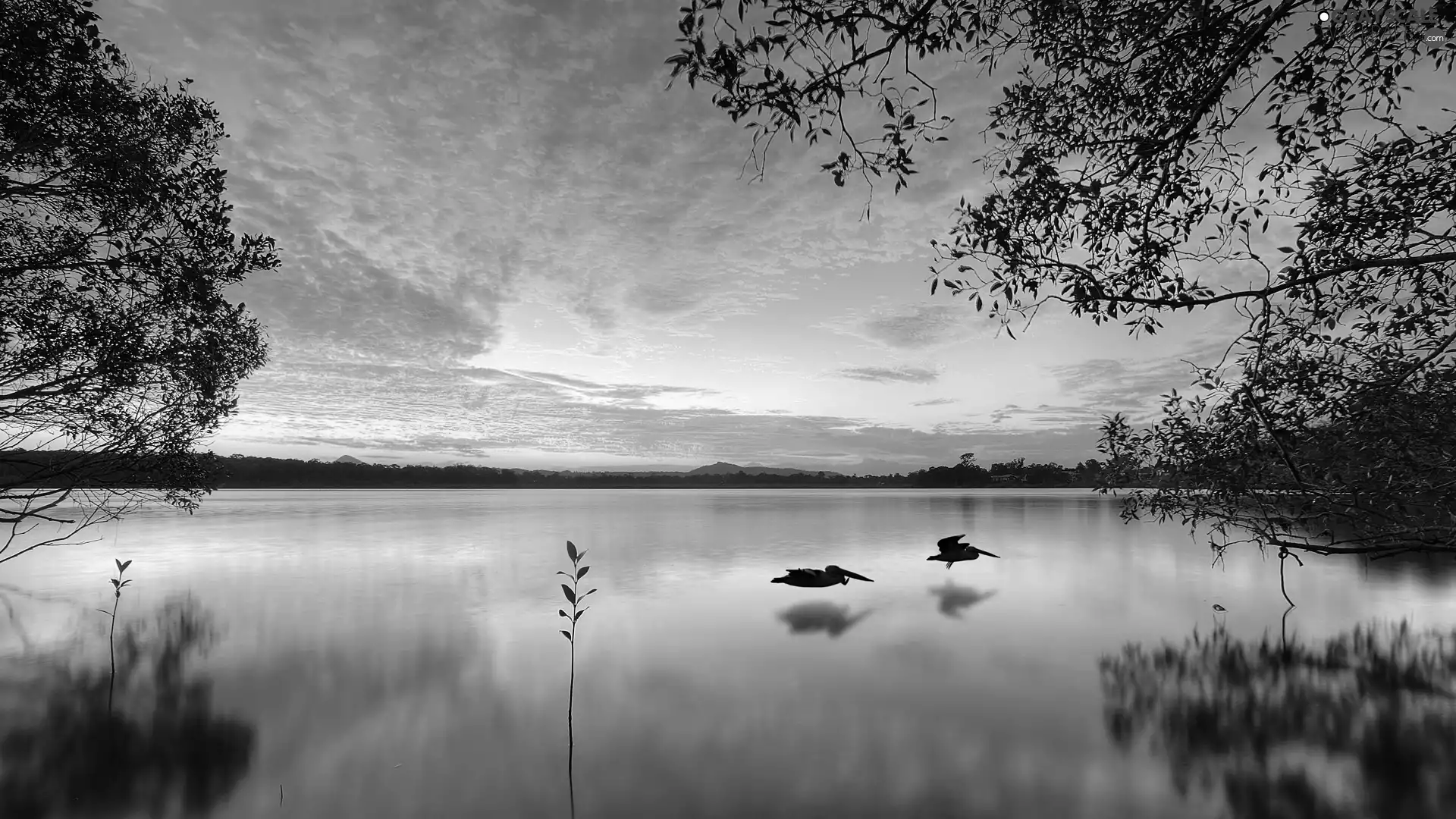 lake, sun, birds, west