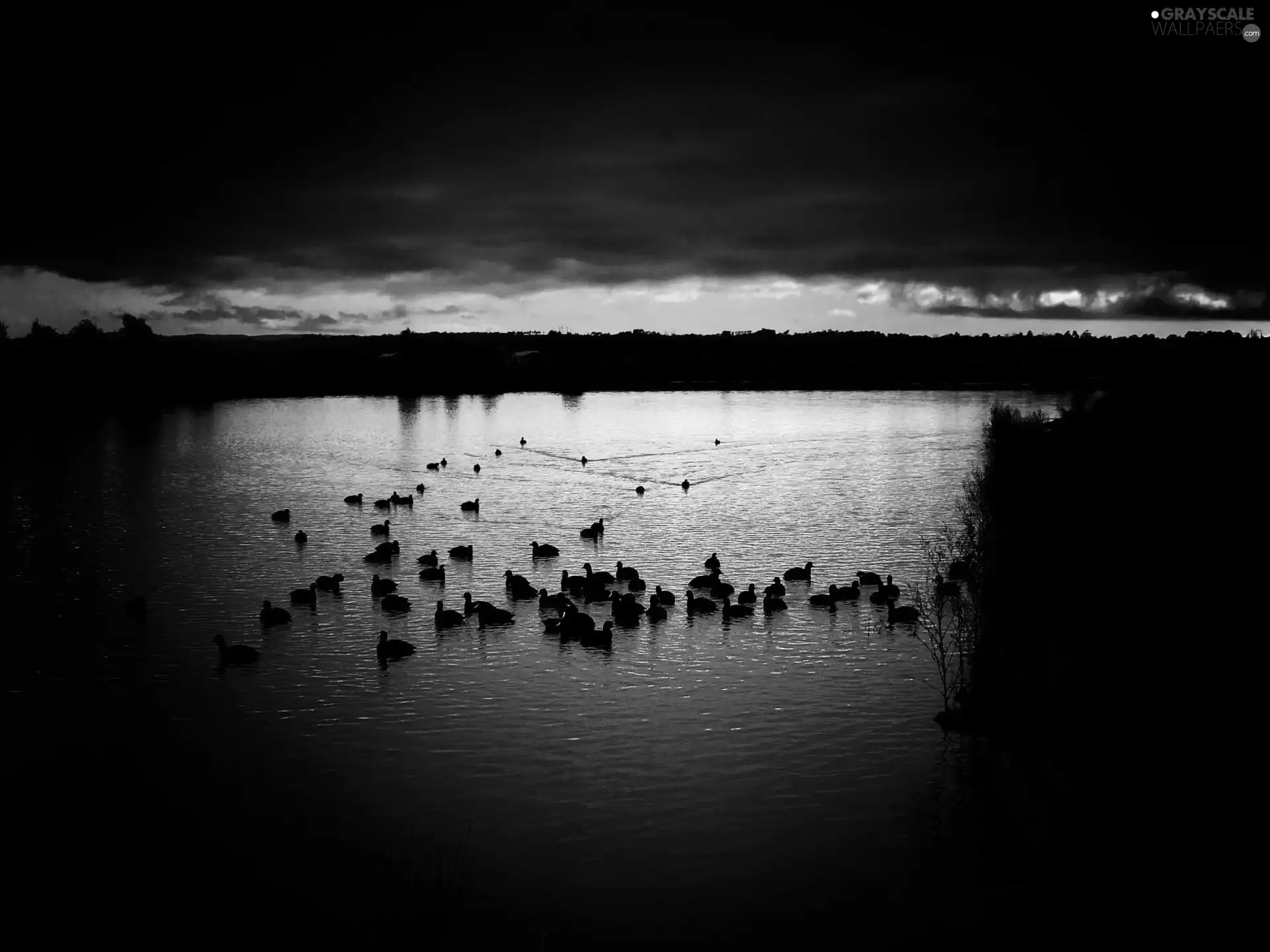 birds, lake, sun, rays, west