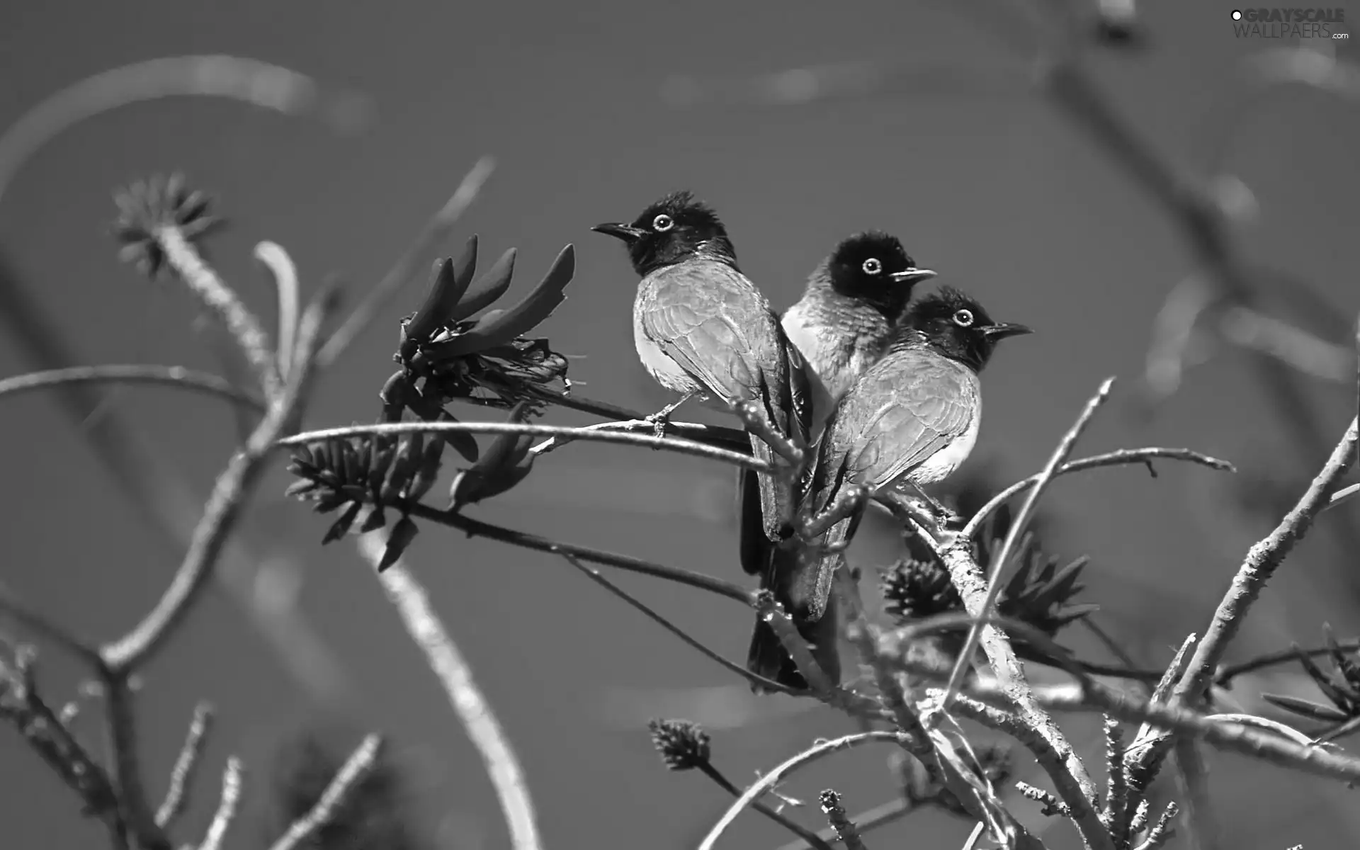 Three, Birds on the log