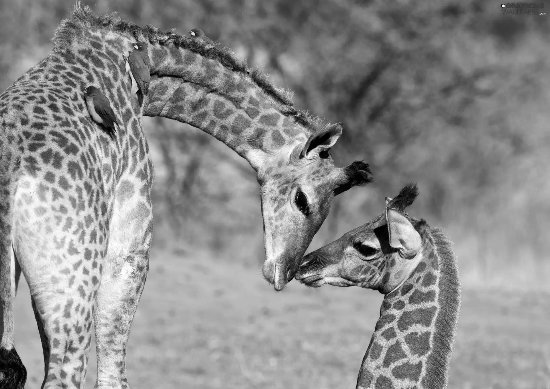 Two, company, birds, giraffe