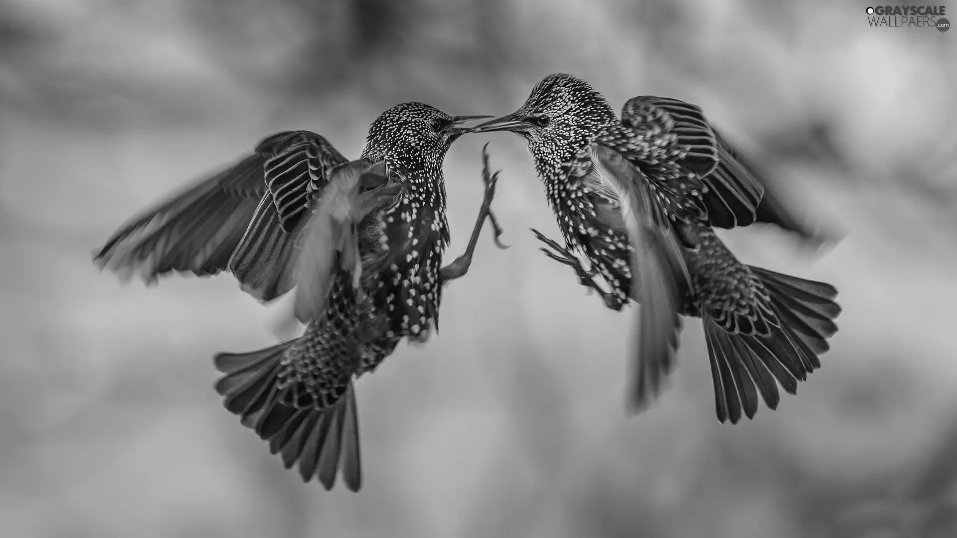 Fight, Two cars, birds