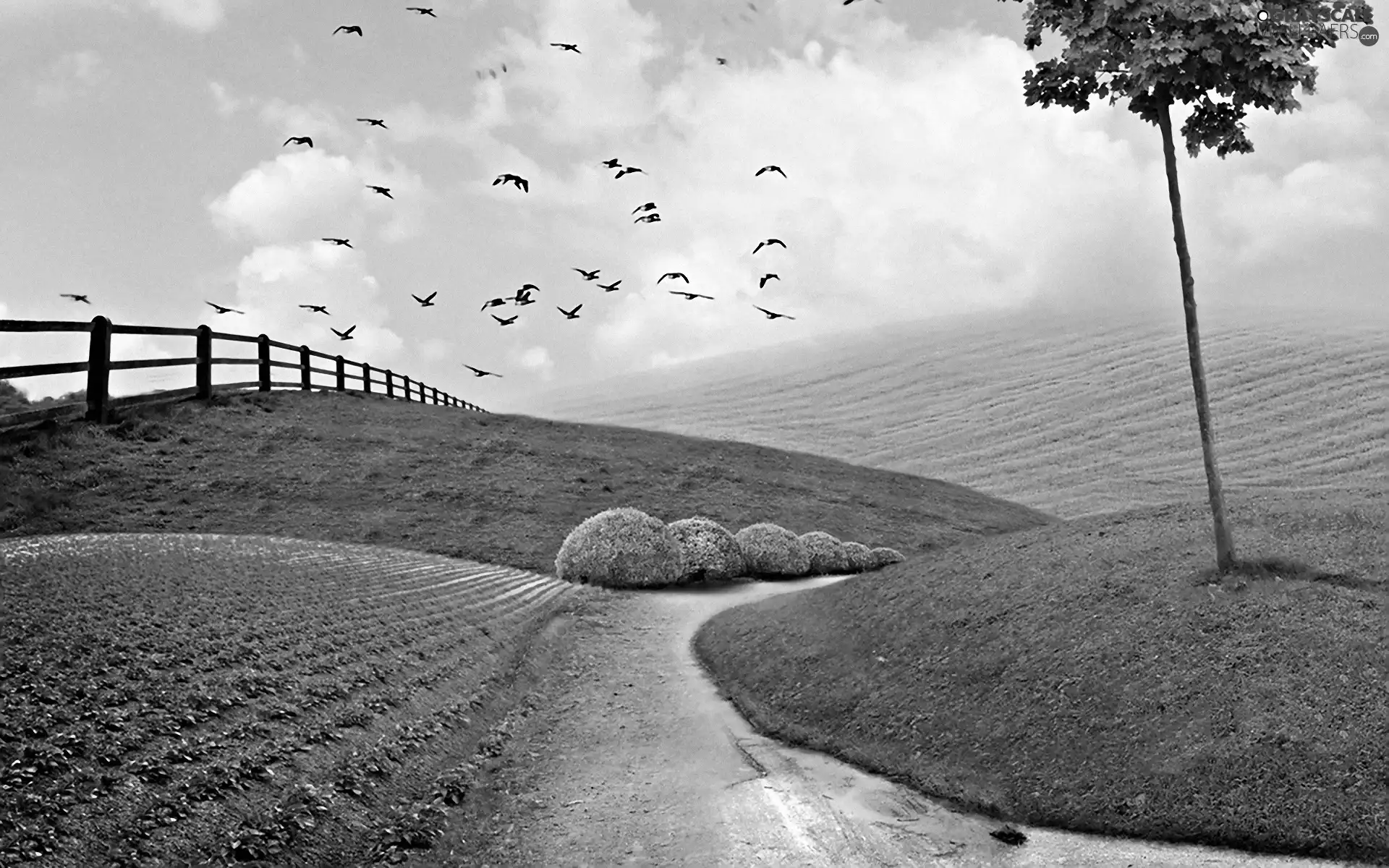 birds, Meadow, Way