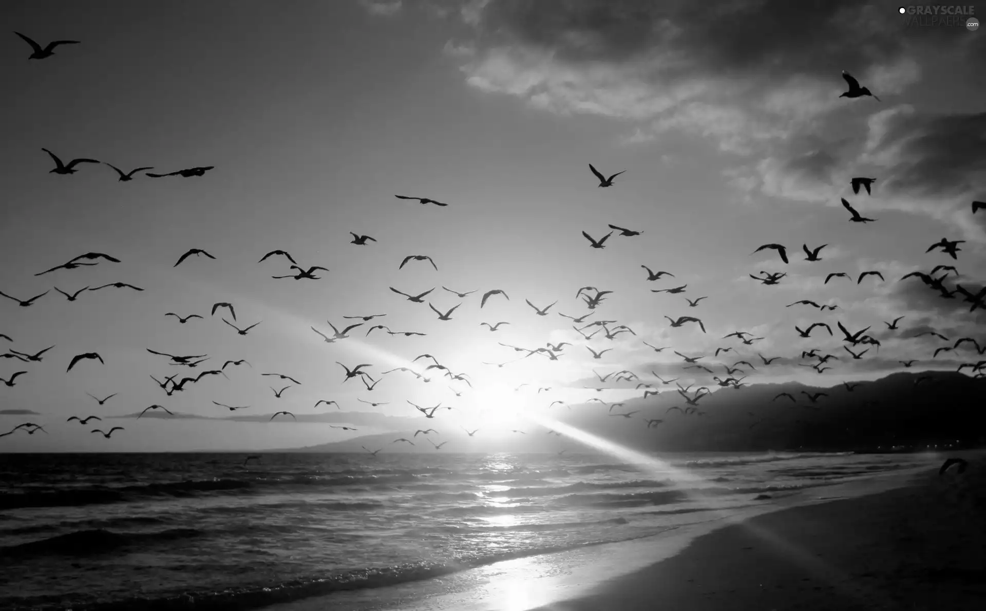 west, sea, birds, sun