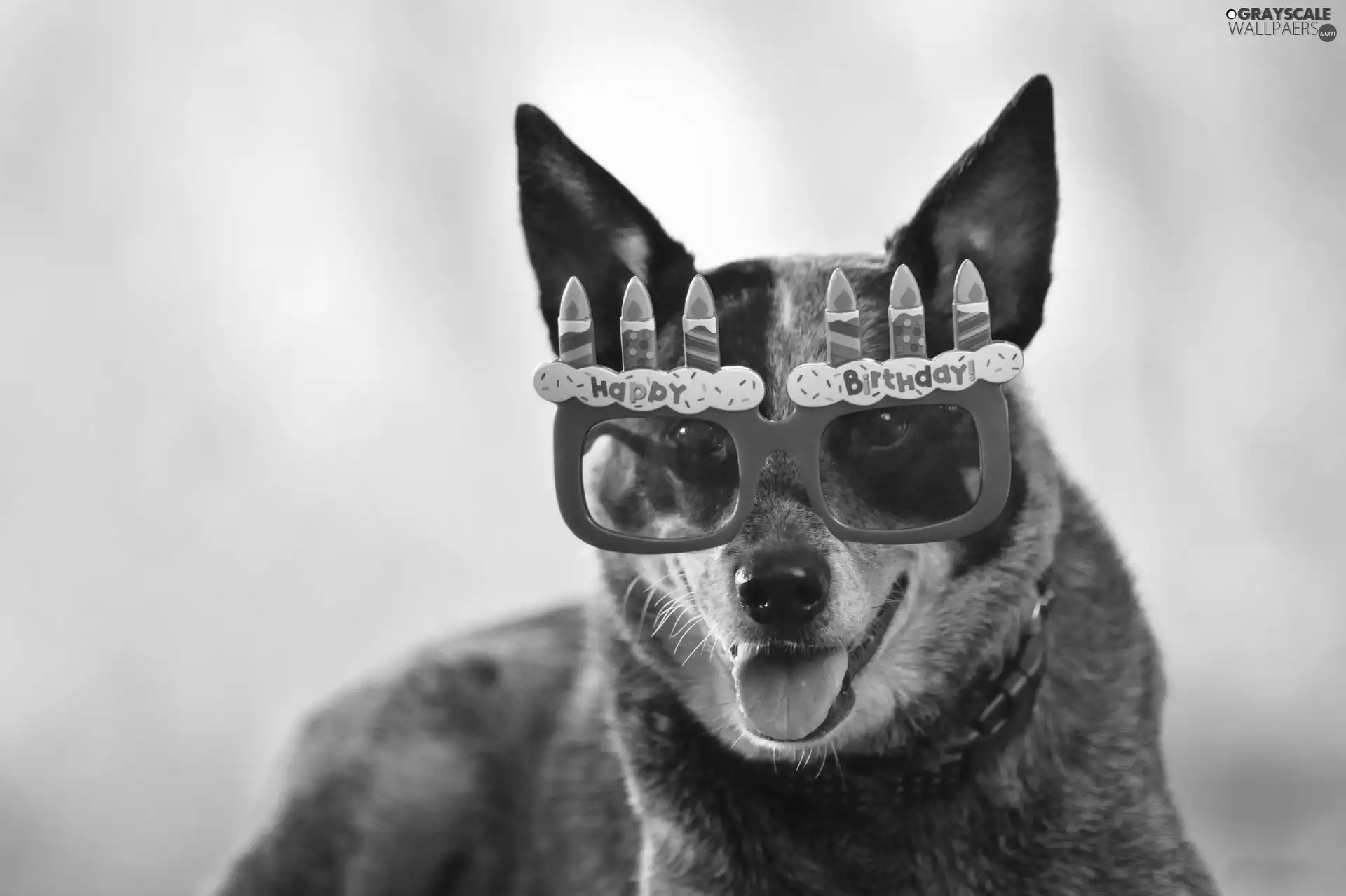 dog, Glasses, birthday, Red