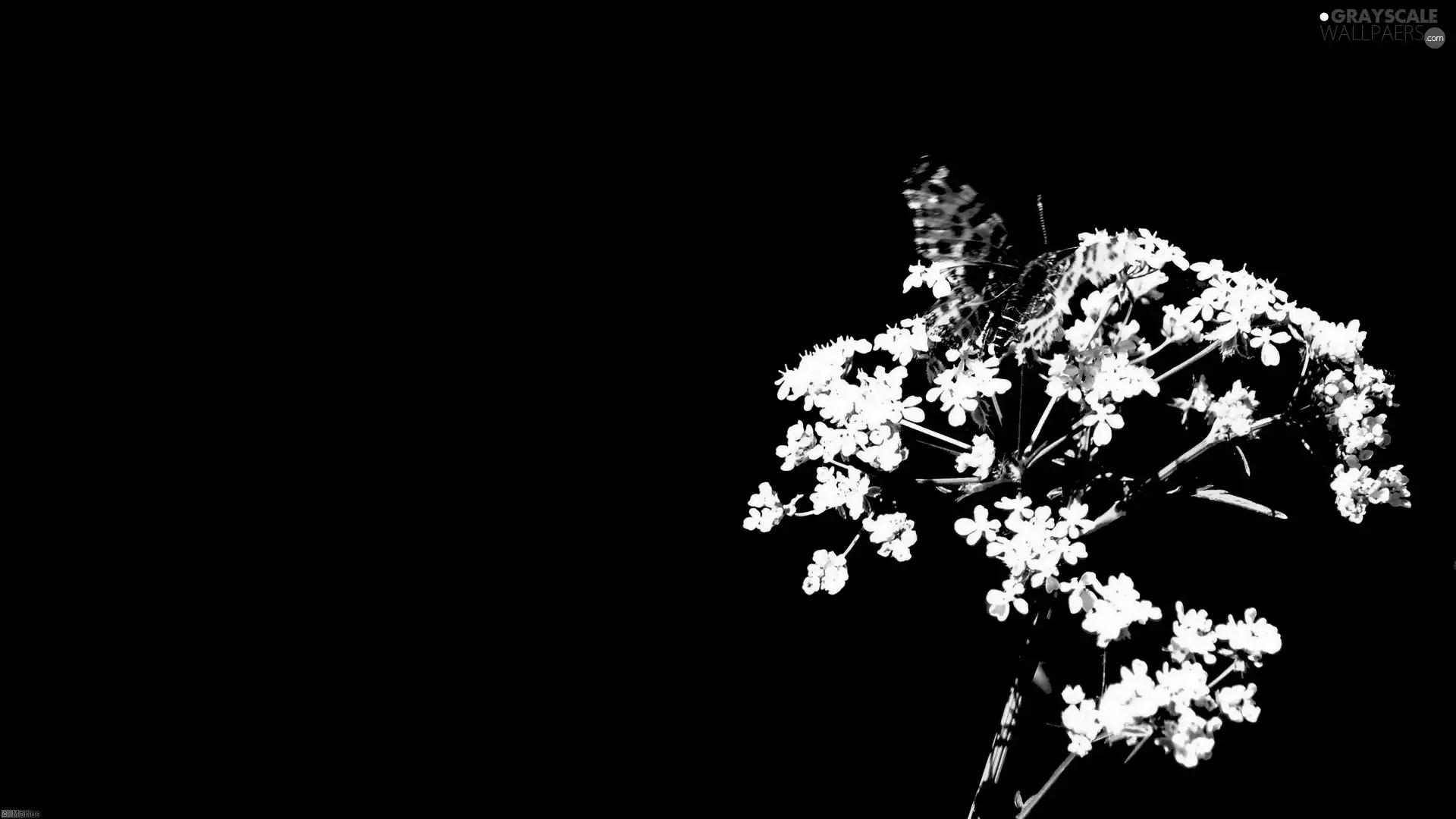 Black, background, common, butterfly, milfoil