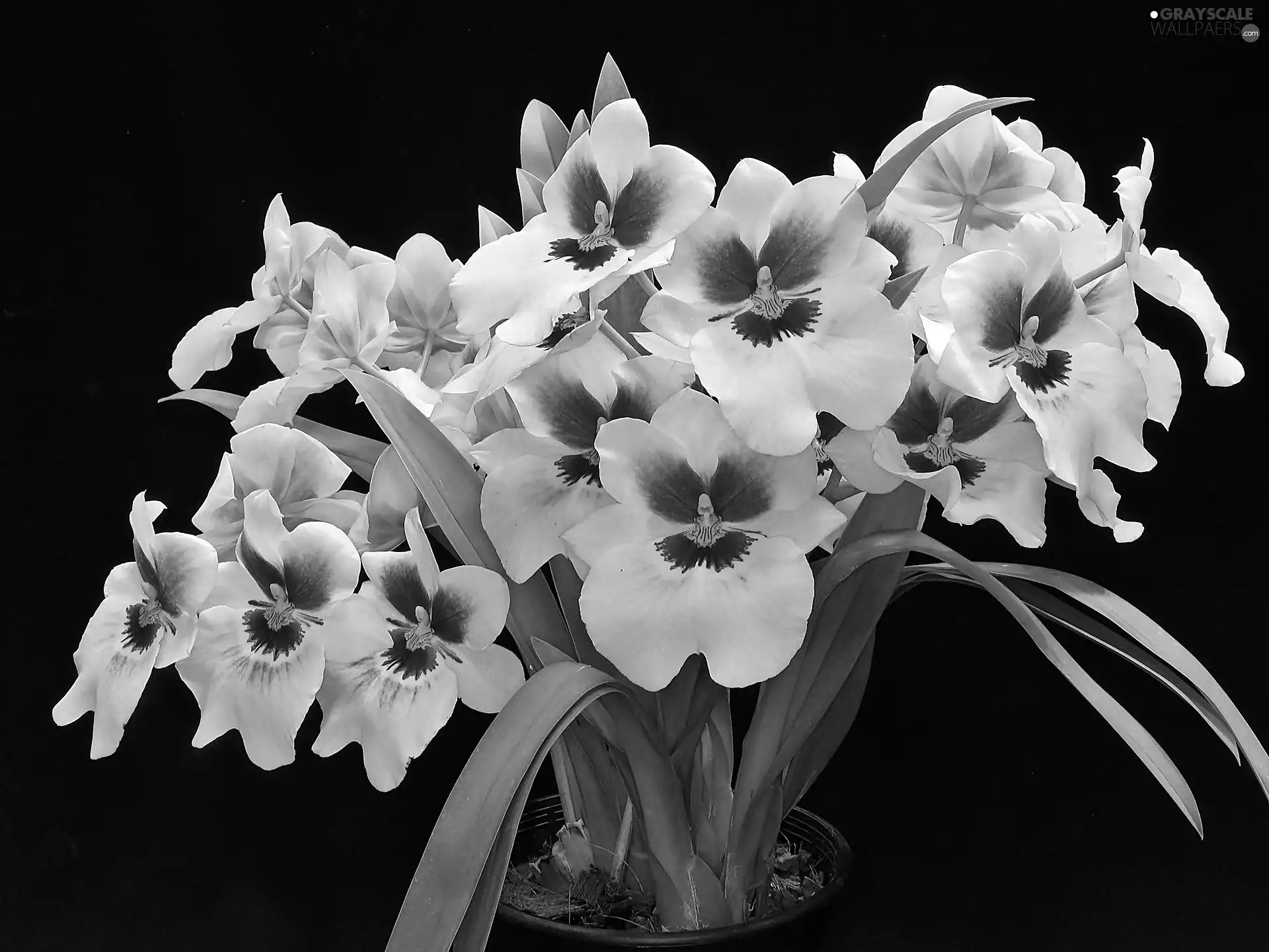 Black, background, Pink, orchids, white