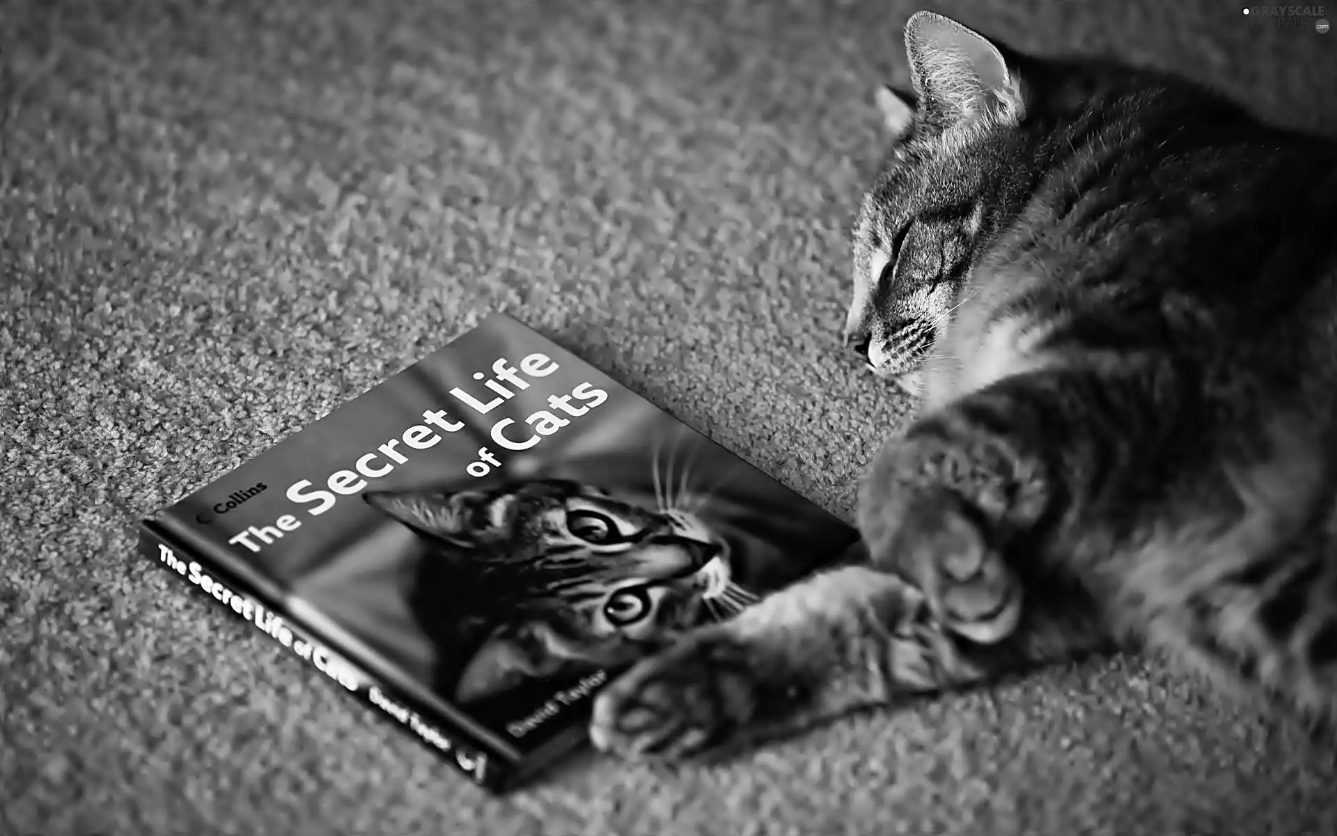 sleepy, Book, cat
