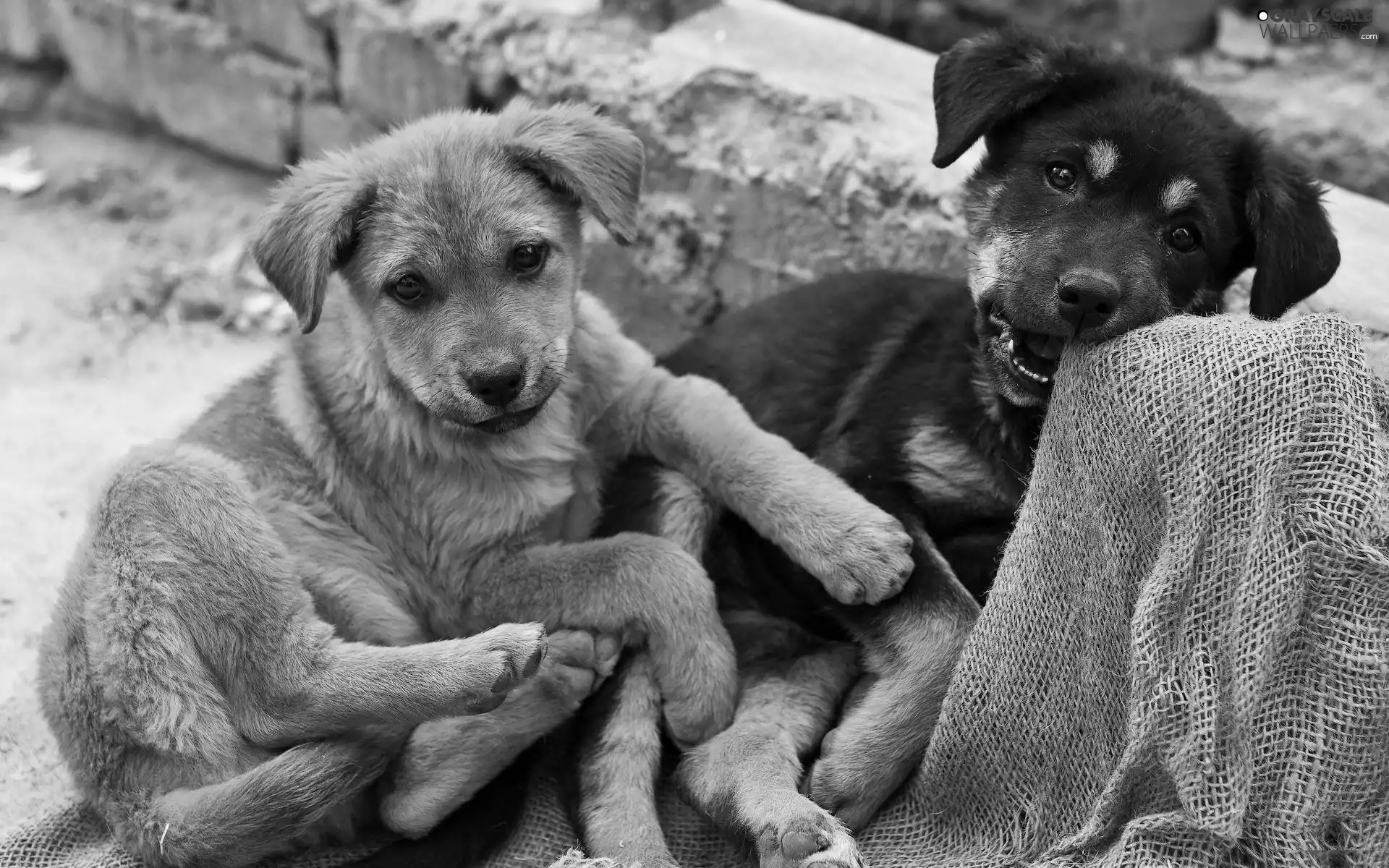 Two cars, ginger, Black, puppies