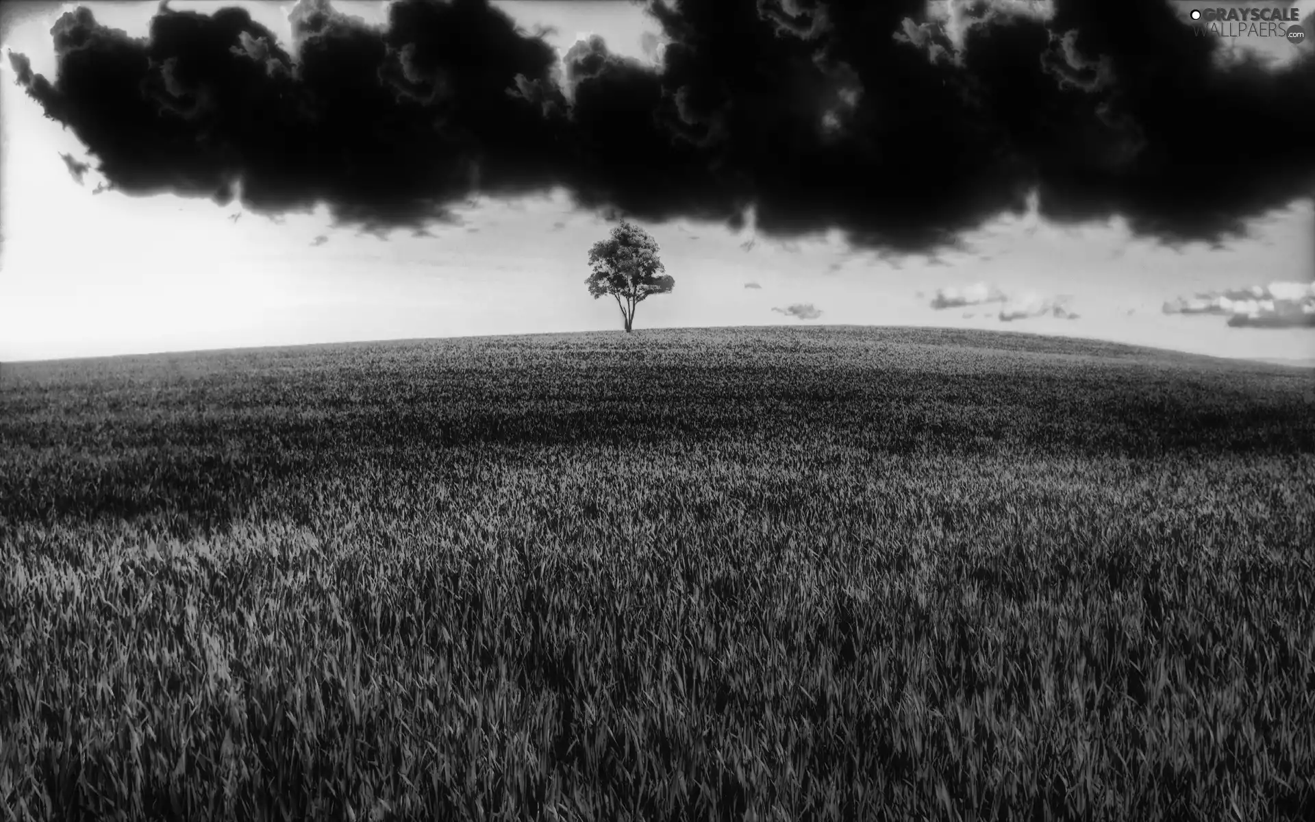 Black, clouds, cereals, trees, Field