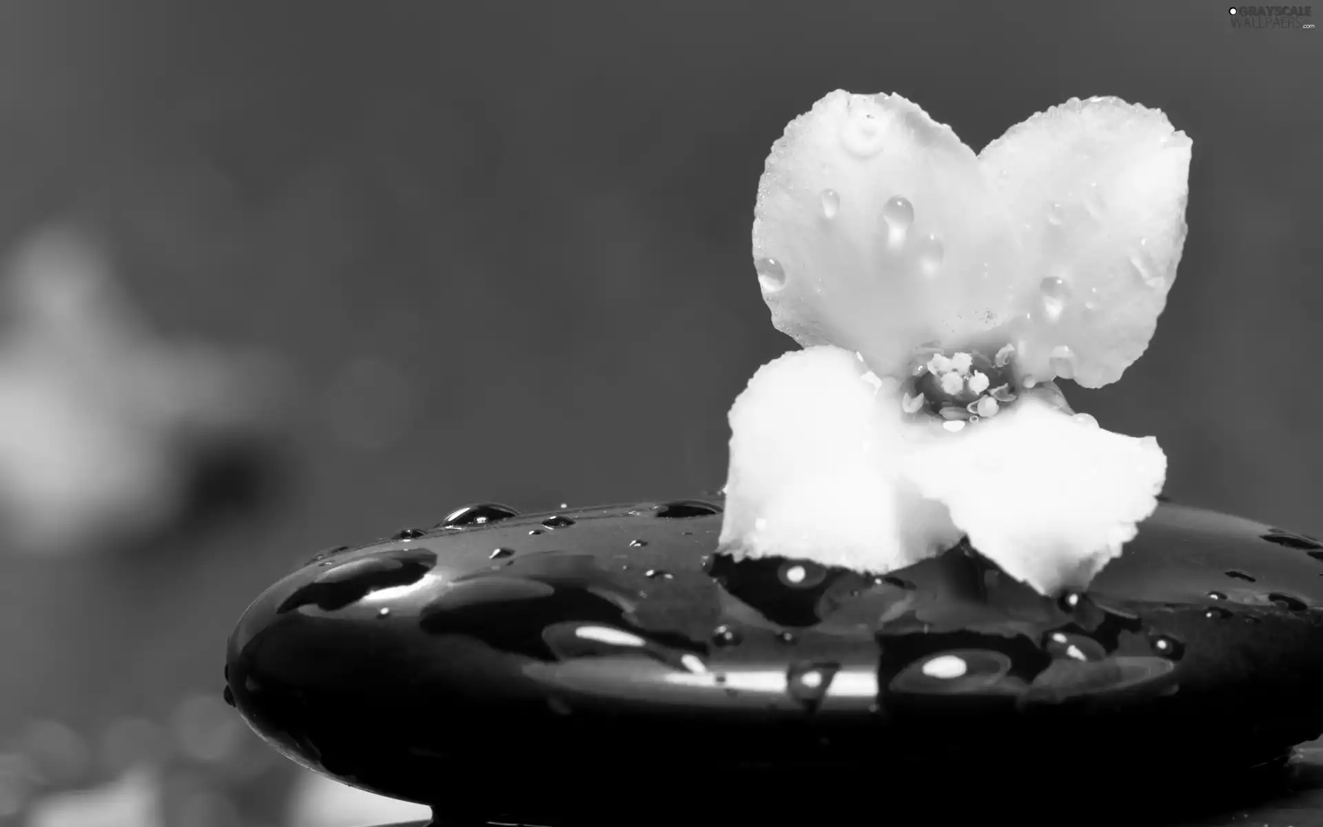 Black, White, drops, water, Stone, Colourfull Flowers