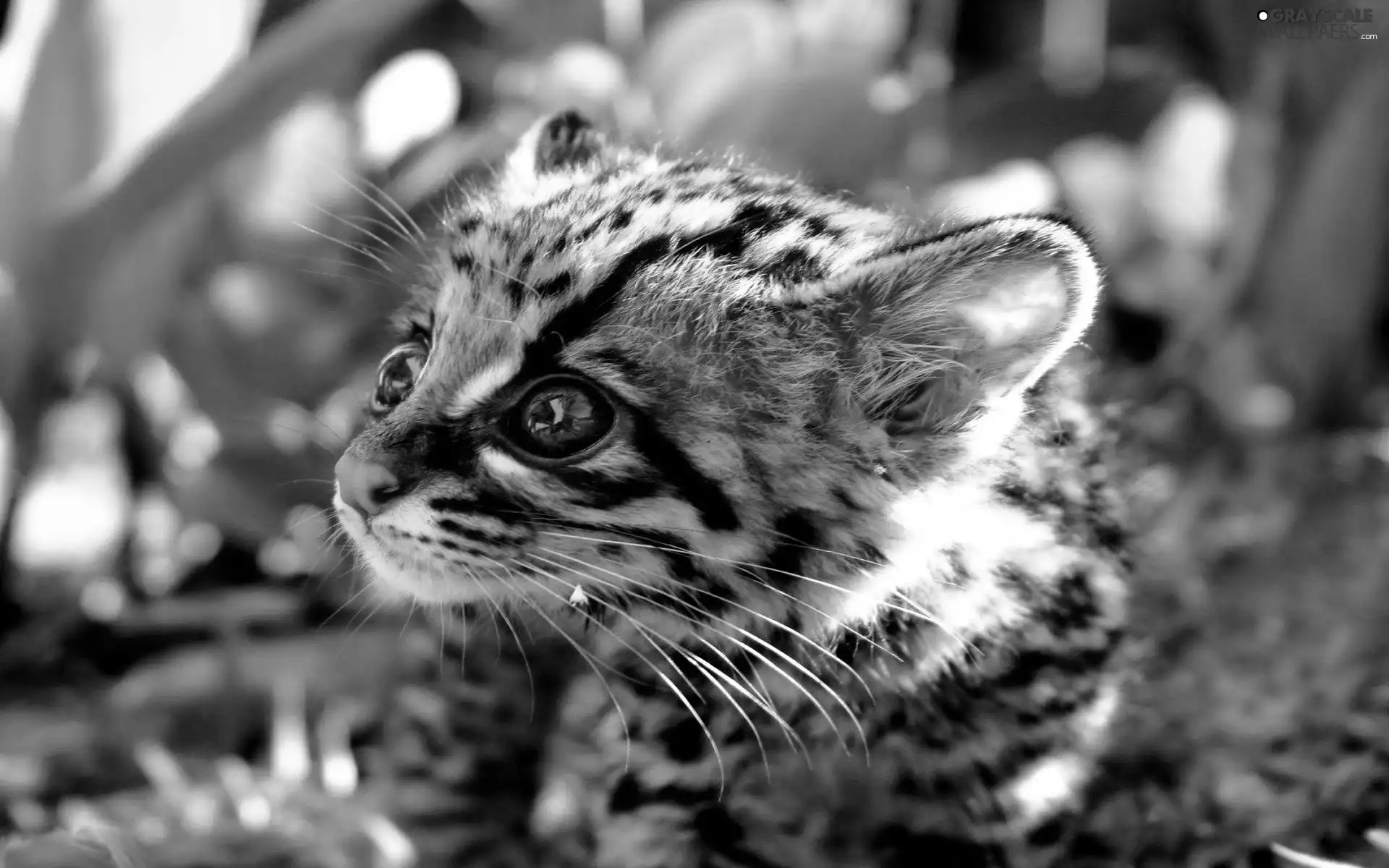 Black, Eyes, small, green, Margay