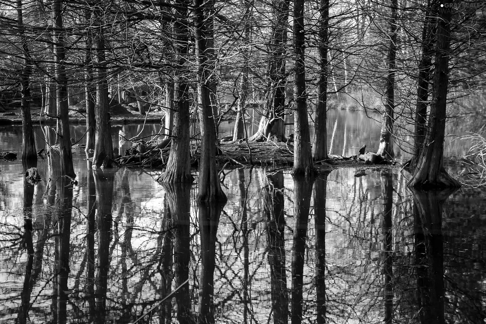 forest, reflection, Black and white, water