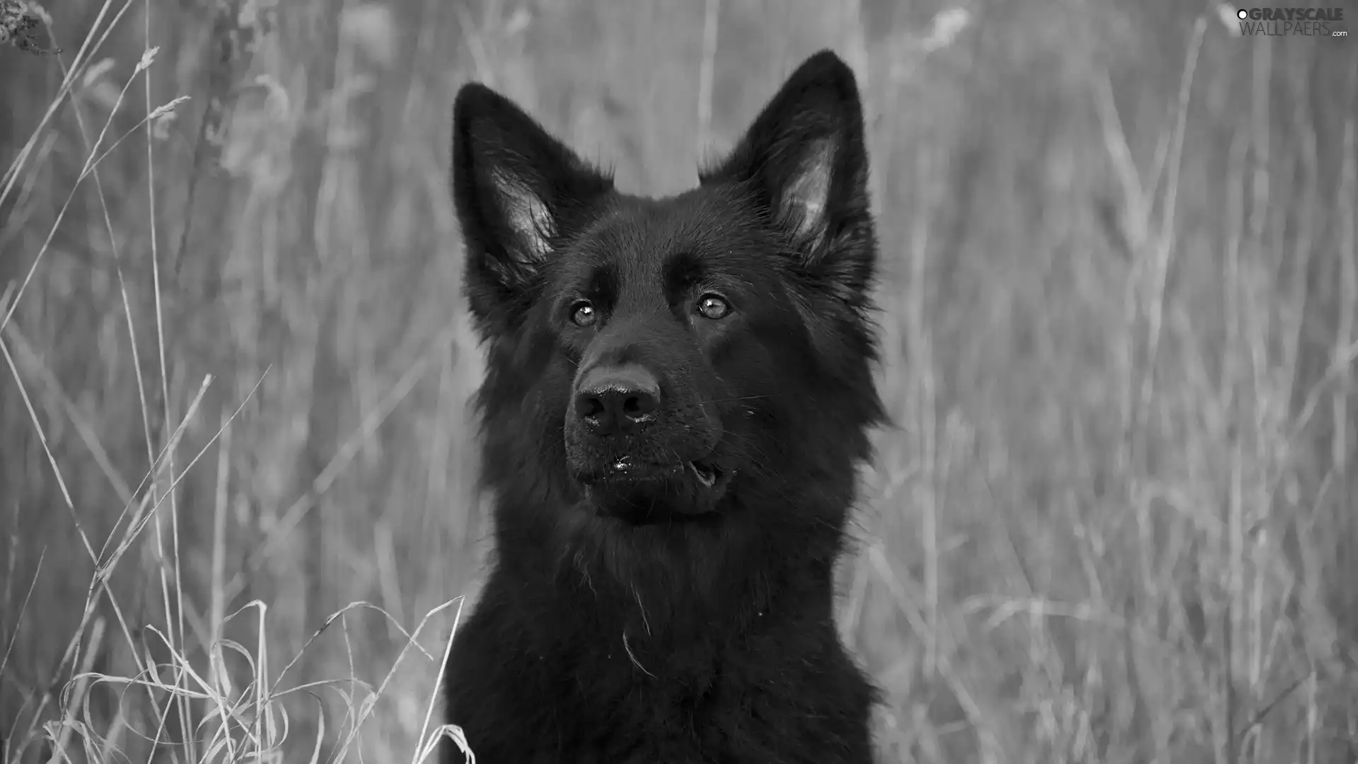 dog, muzzle, grass, Black German Shepherd Dog