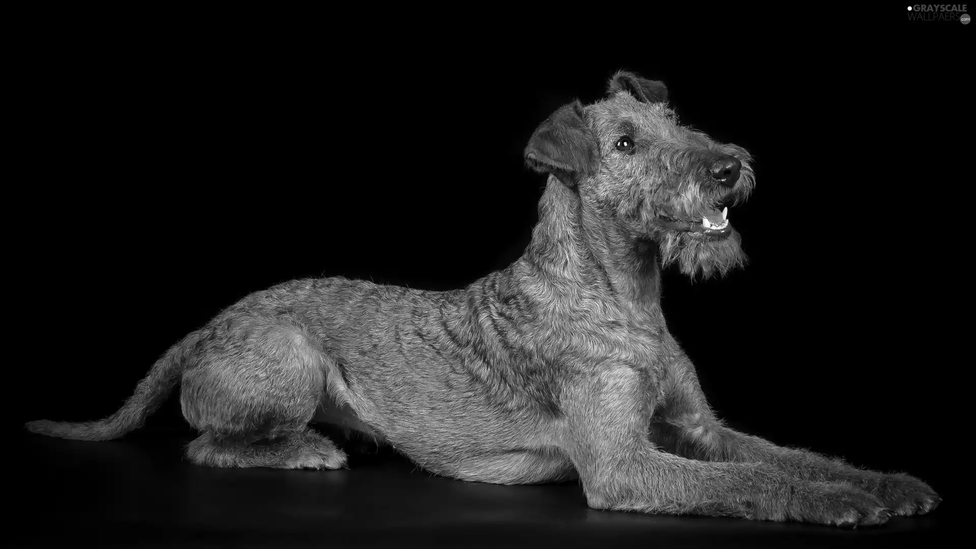 Irish Terrier, black background