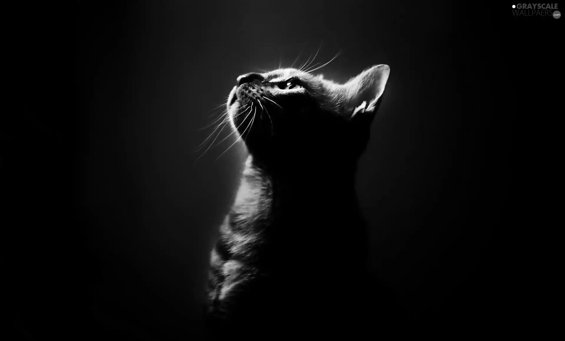 The look, cat, Black