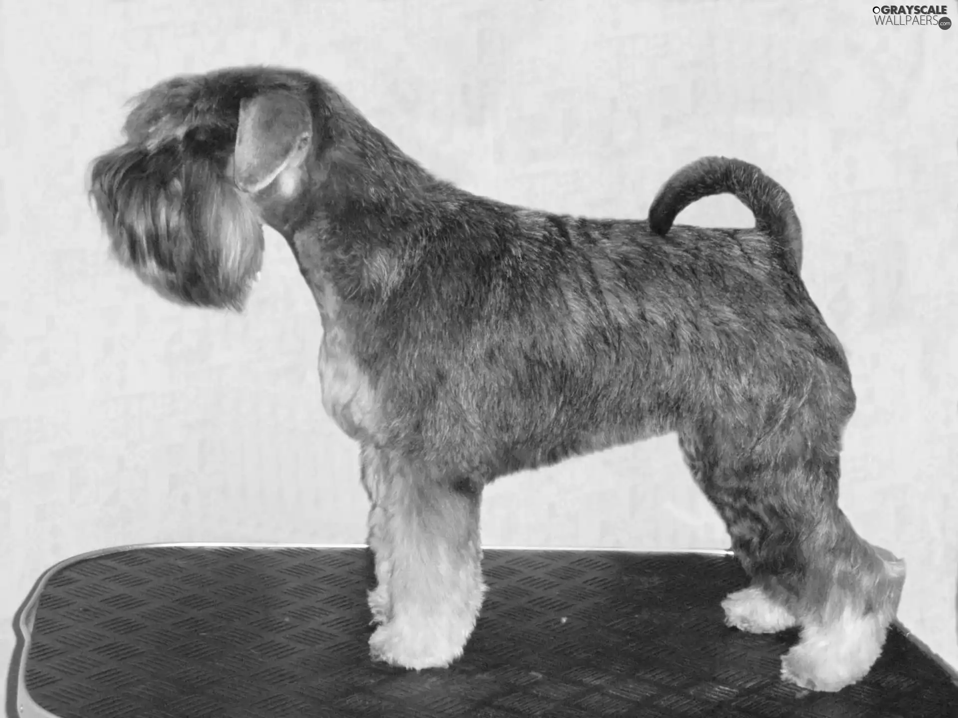 coat, miniature Schnauzer, black and silver