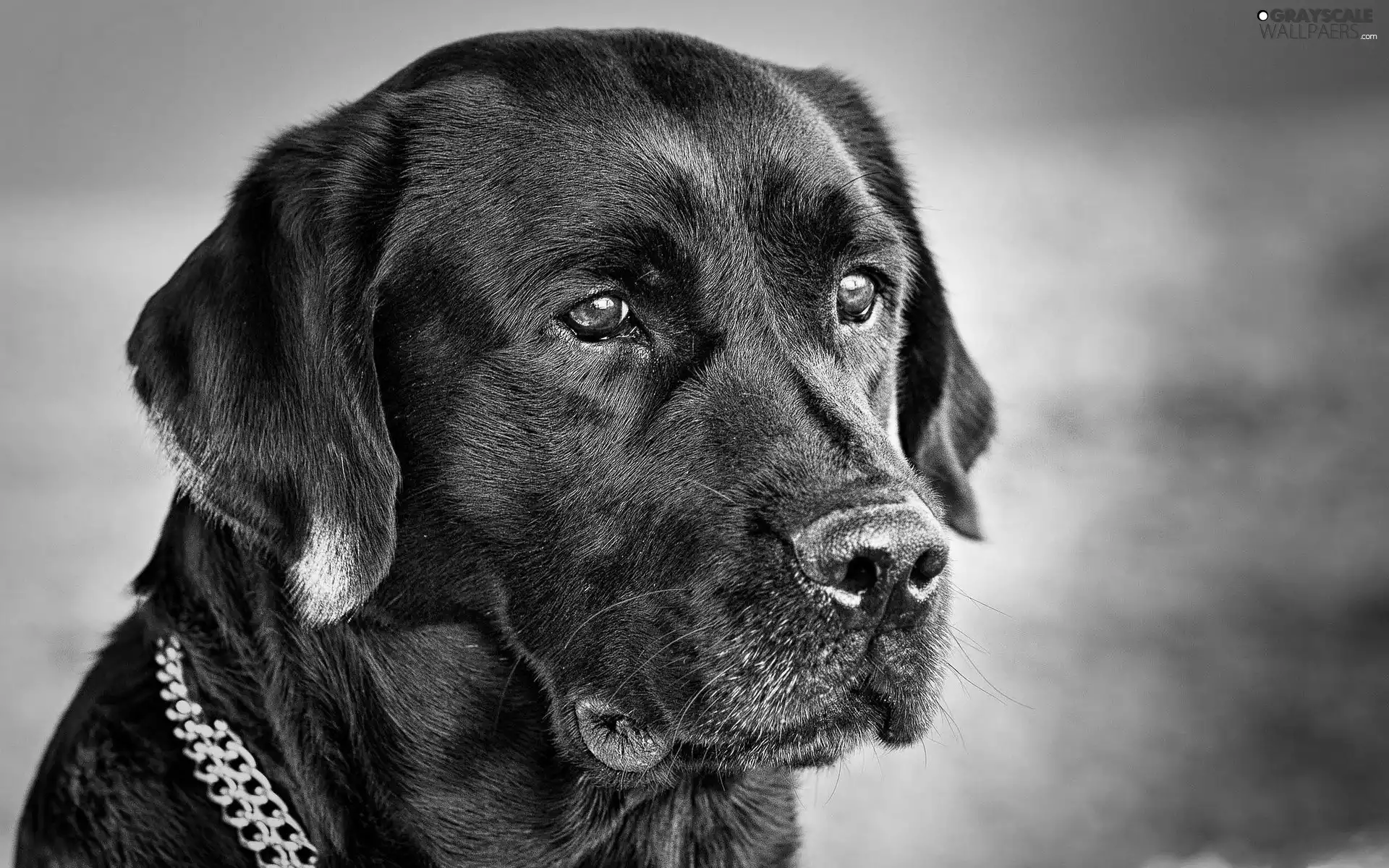 Black, Labrador, retriever