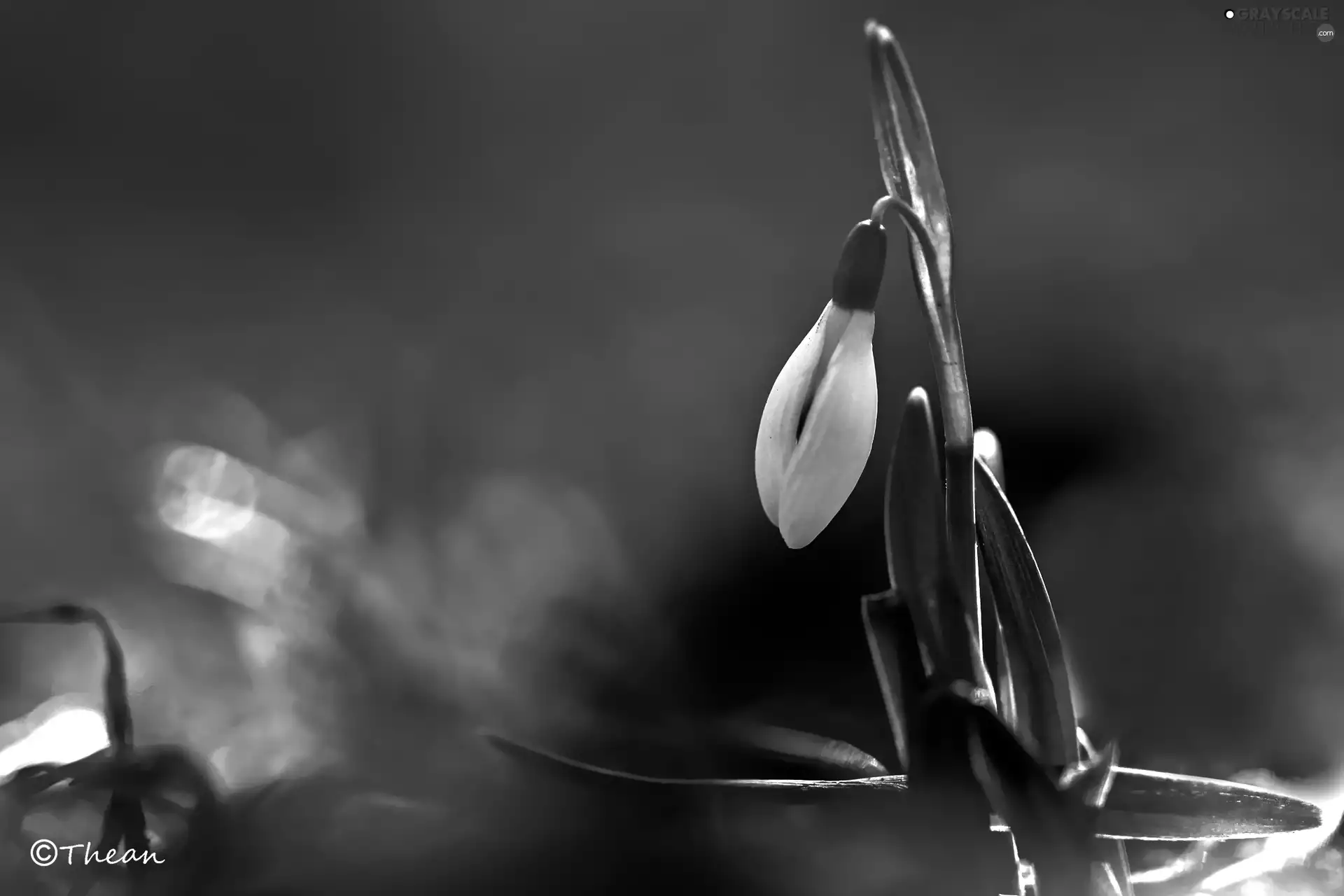 Snowdrop, Colourfull Flowers, Black - White, White