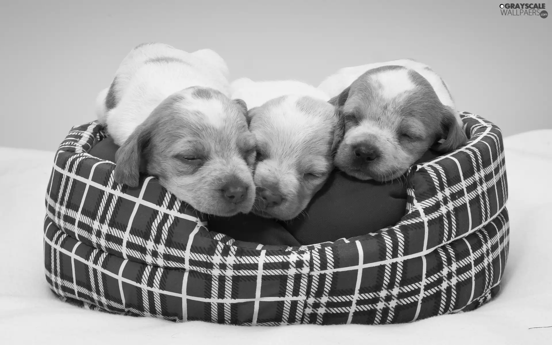 Three, haunt, Black and white, puppies