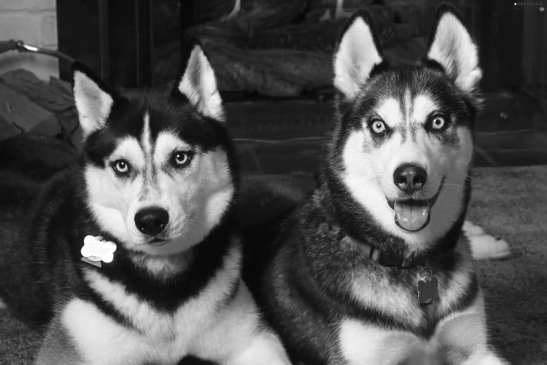 Siberian Husky, Two cars, Black