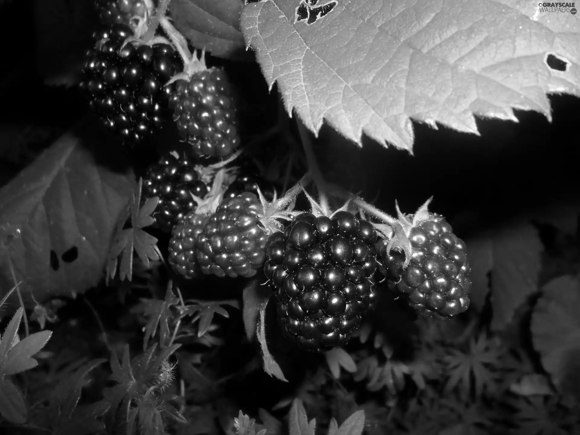 blackberries, appetizing, Black