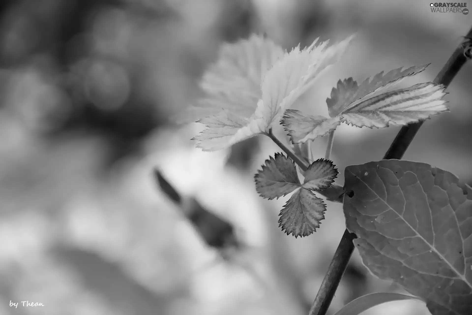 Leaf, blackberries