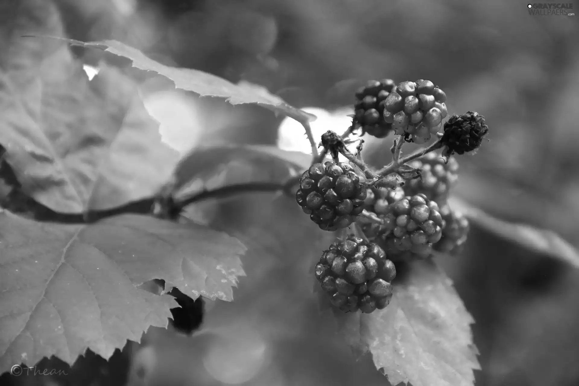 maturing, blackberries