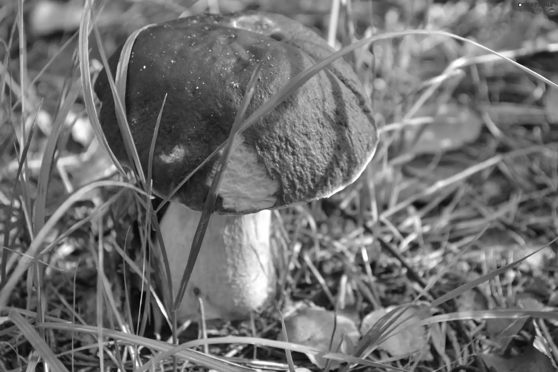 grass, Boletus edulis, blades