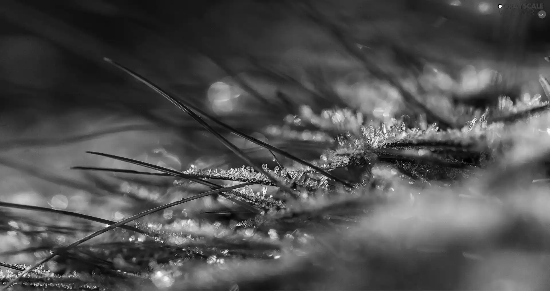 White frost, grass, blades