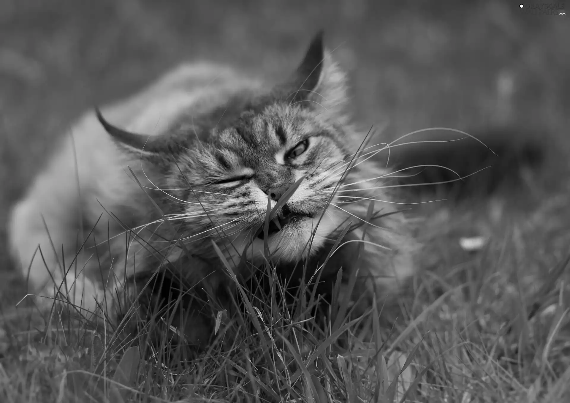 blades, cat, grass