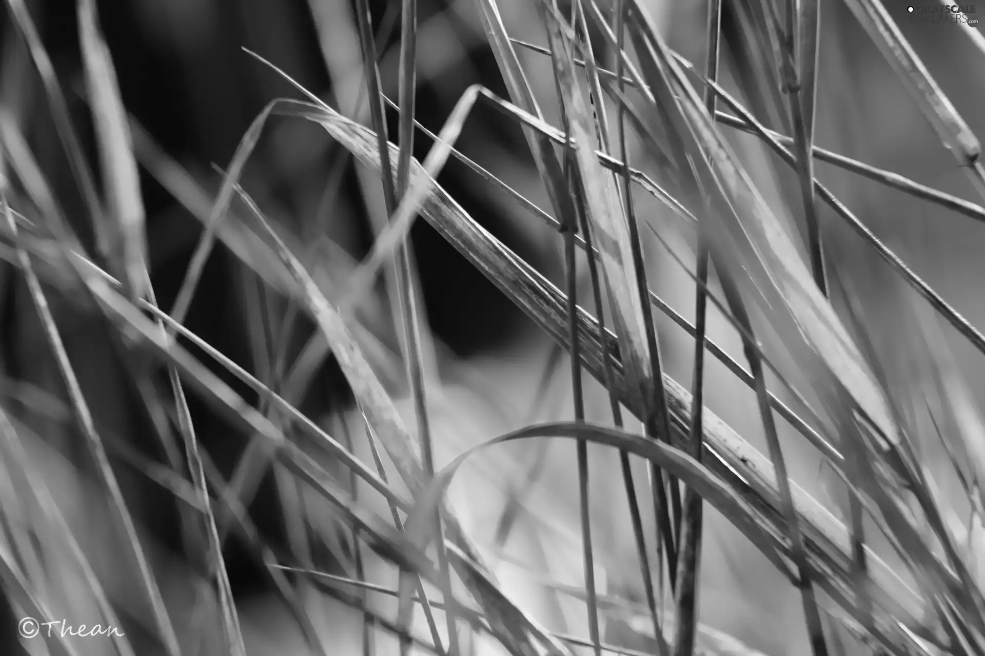 blades, dry, grass