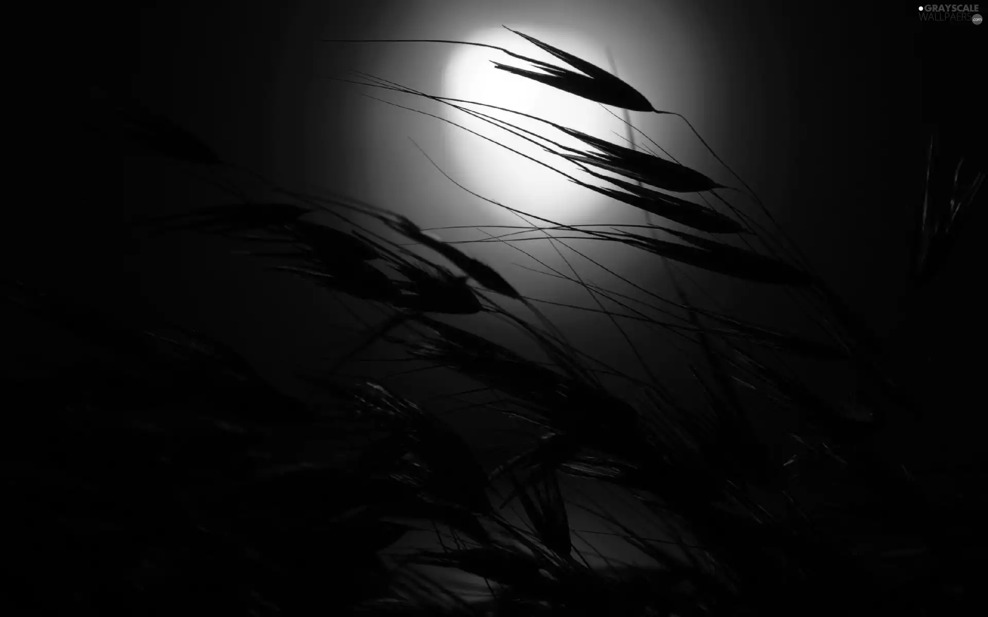 grass, Great Sunsets, blades