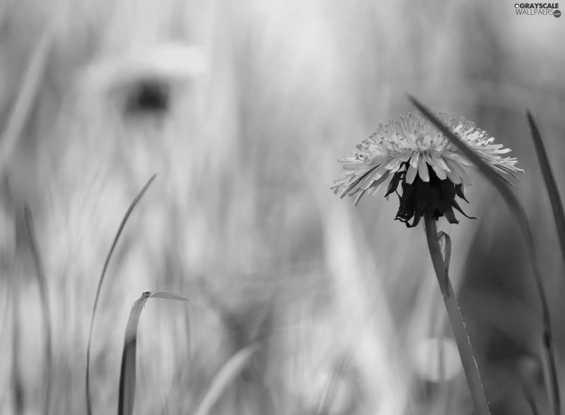 grass, sow-thistle, blades