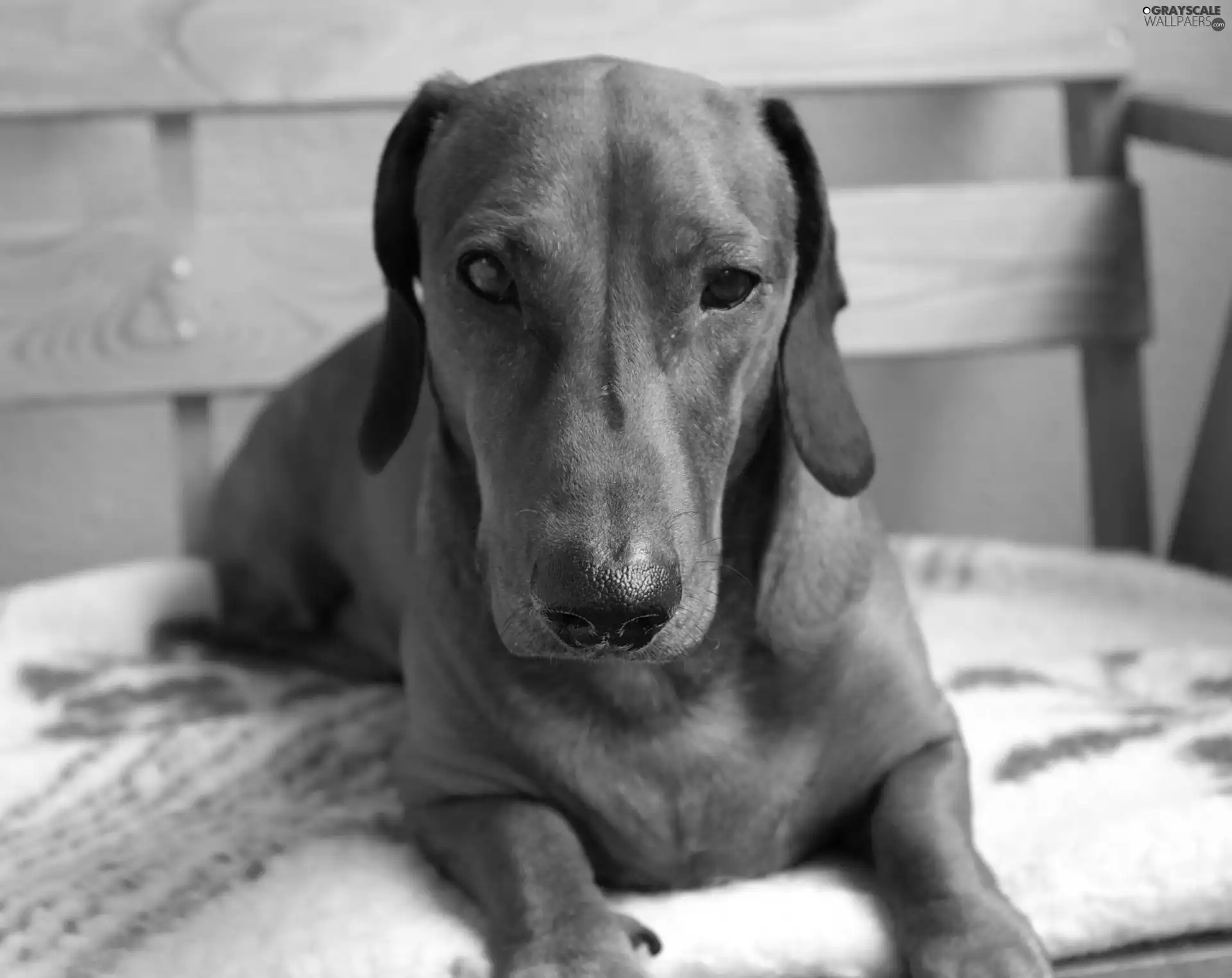 Blanket, dachshund, Bench