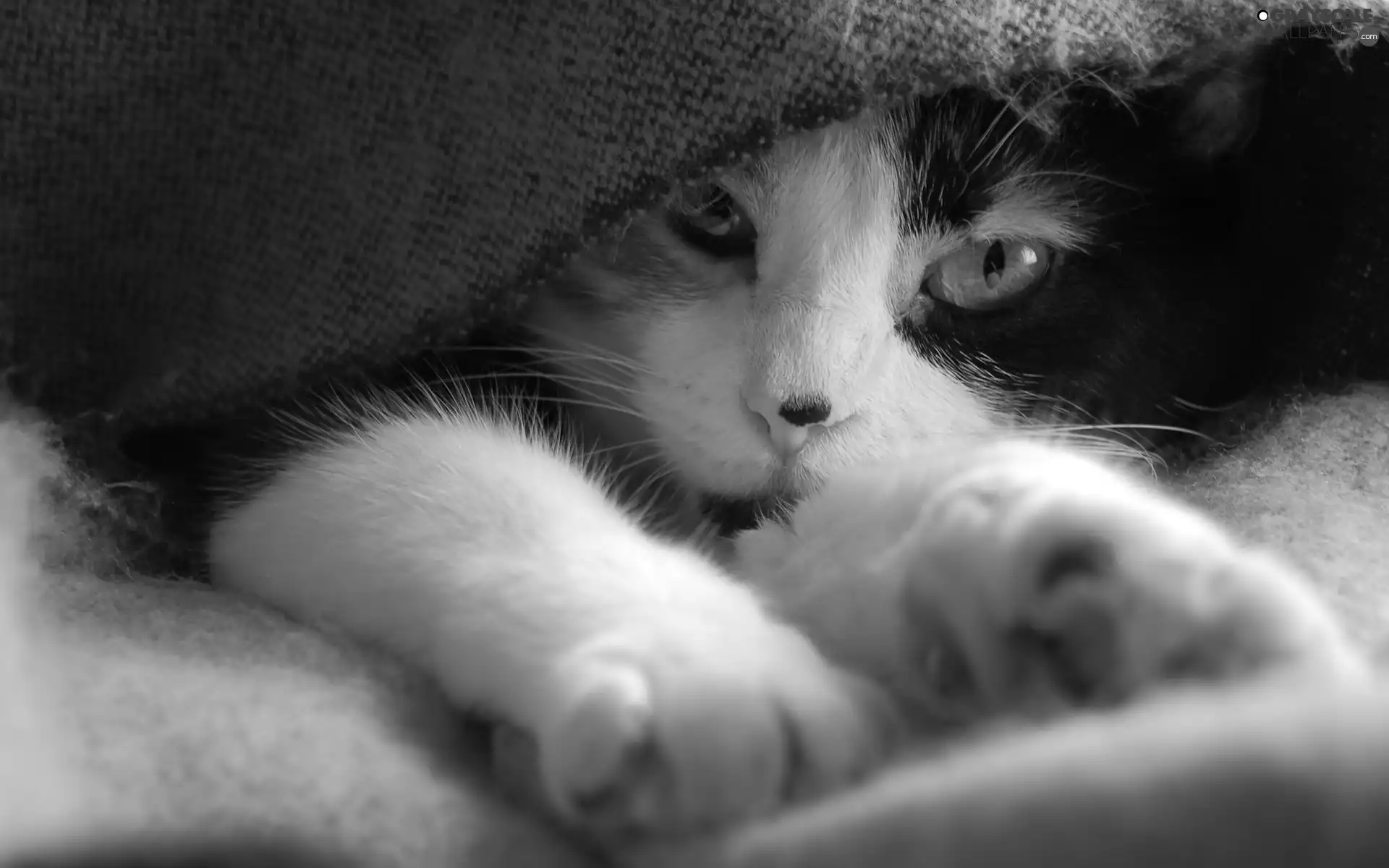 cat, Blanket