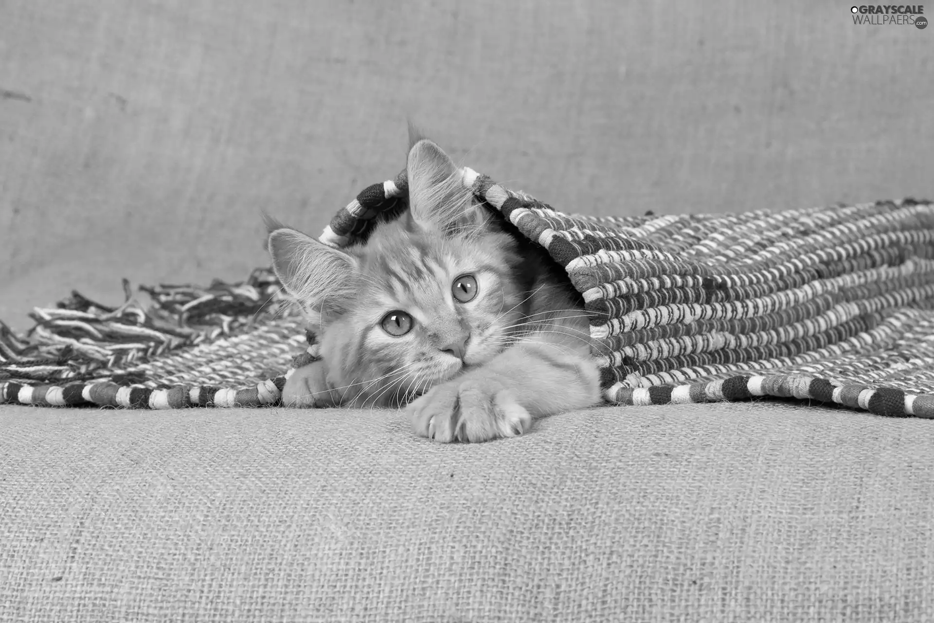 Blanket, ginger, cat