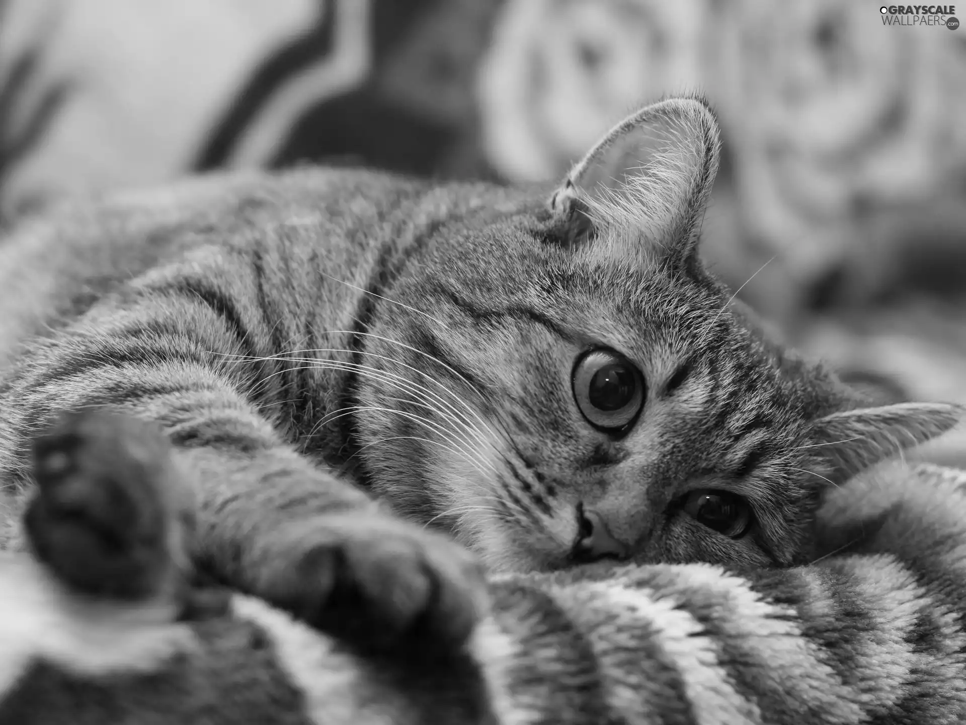 cat, Blanket