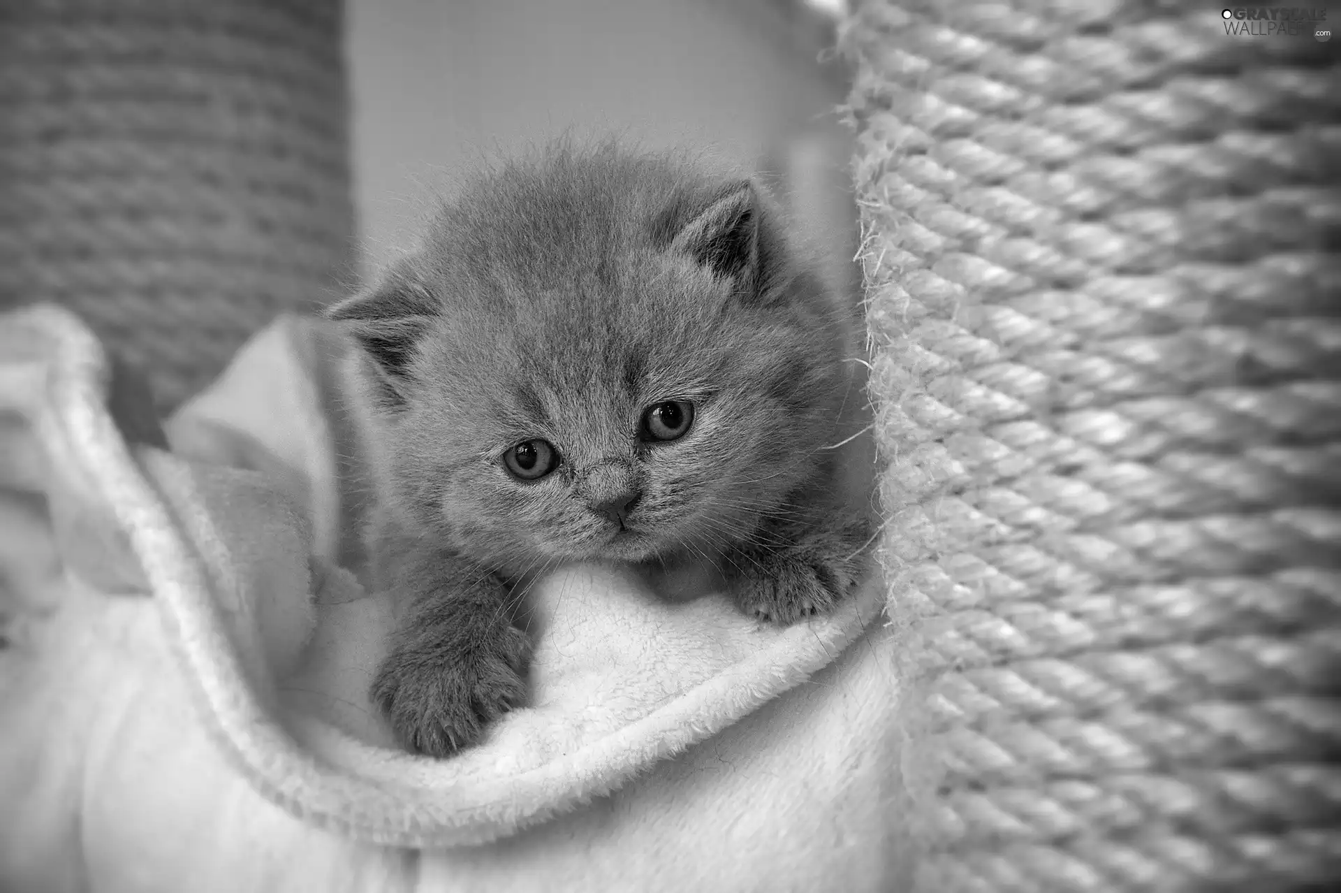 Blanket, small, kitten