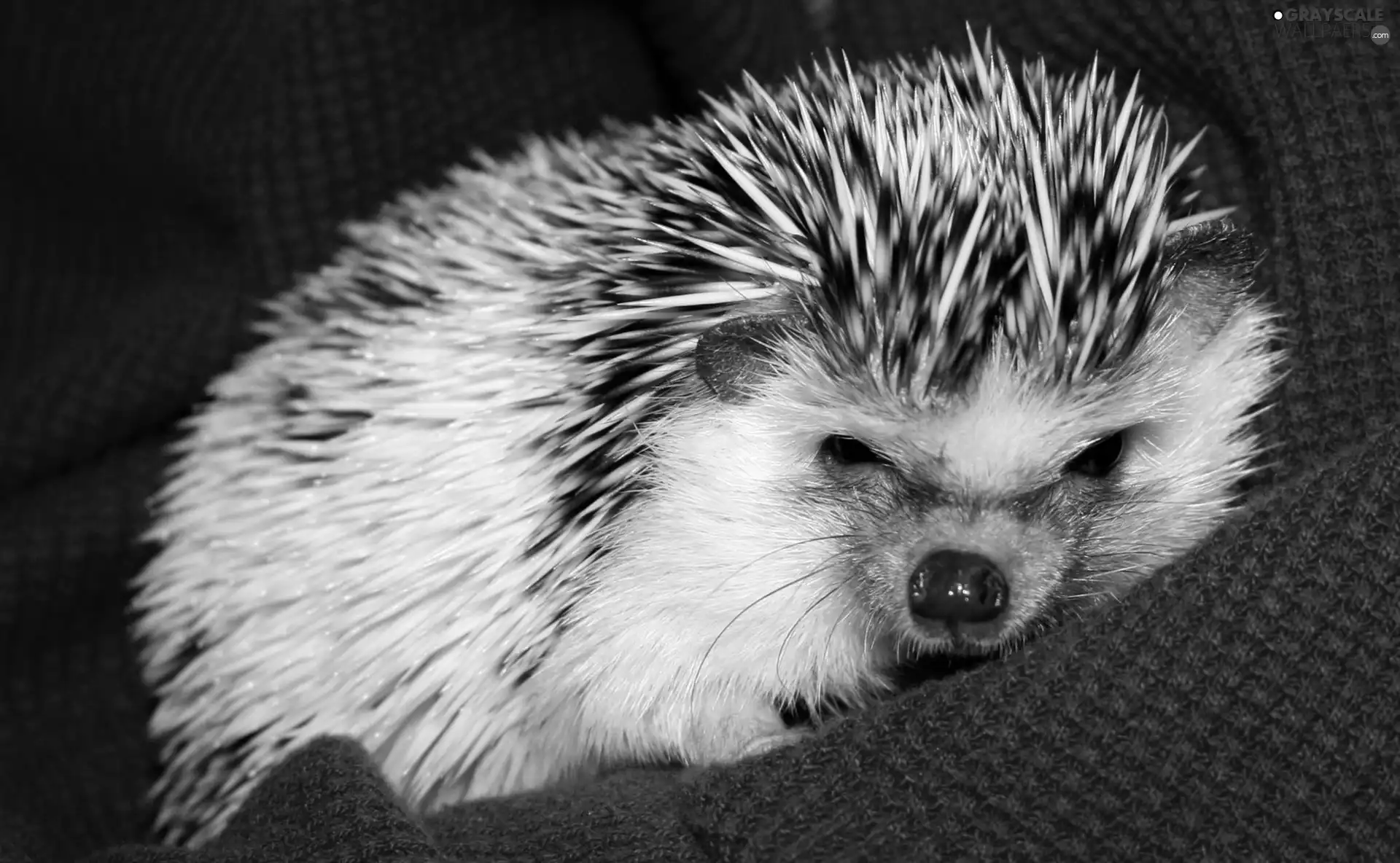 Blanket, hedgehog, Red