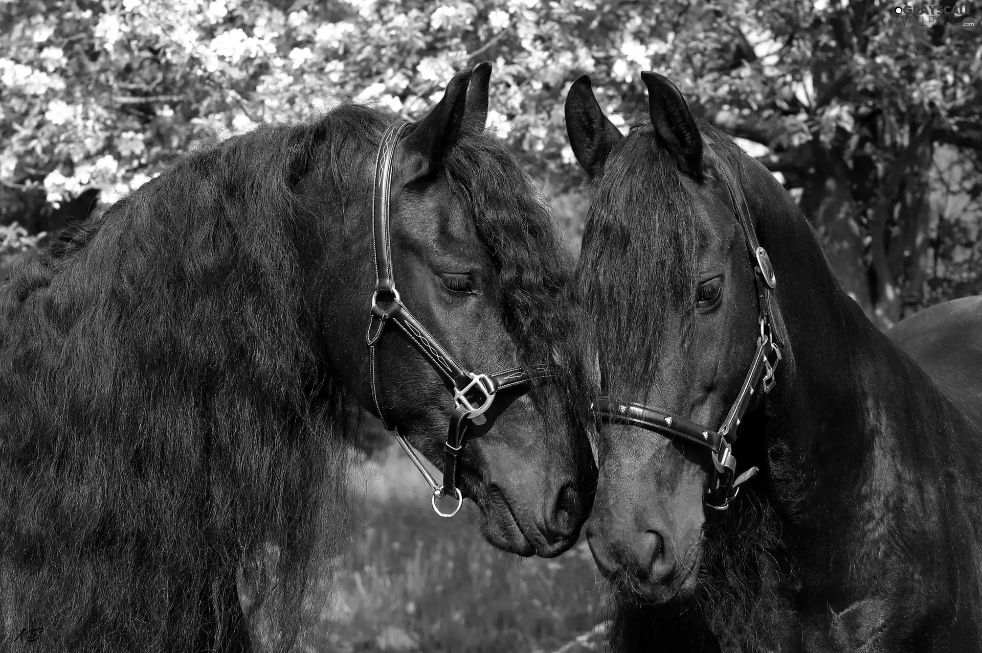 bloodstock, beatyfull, Black