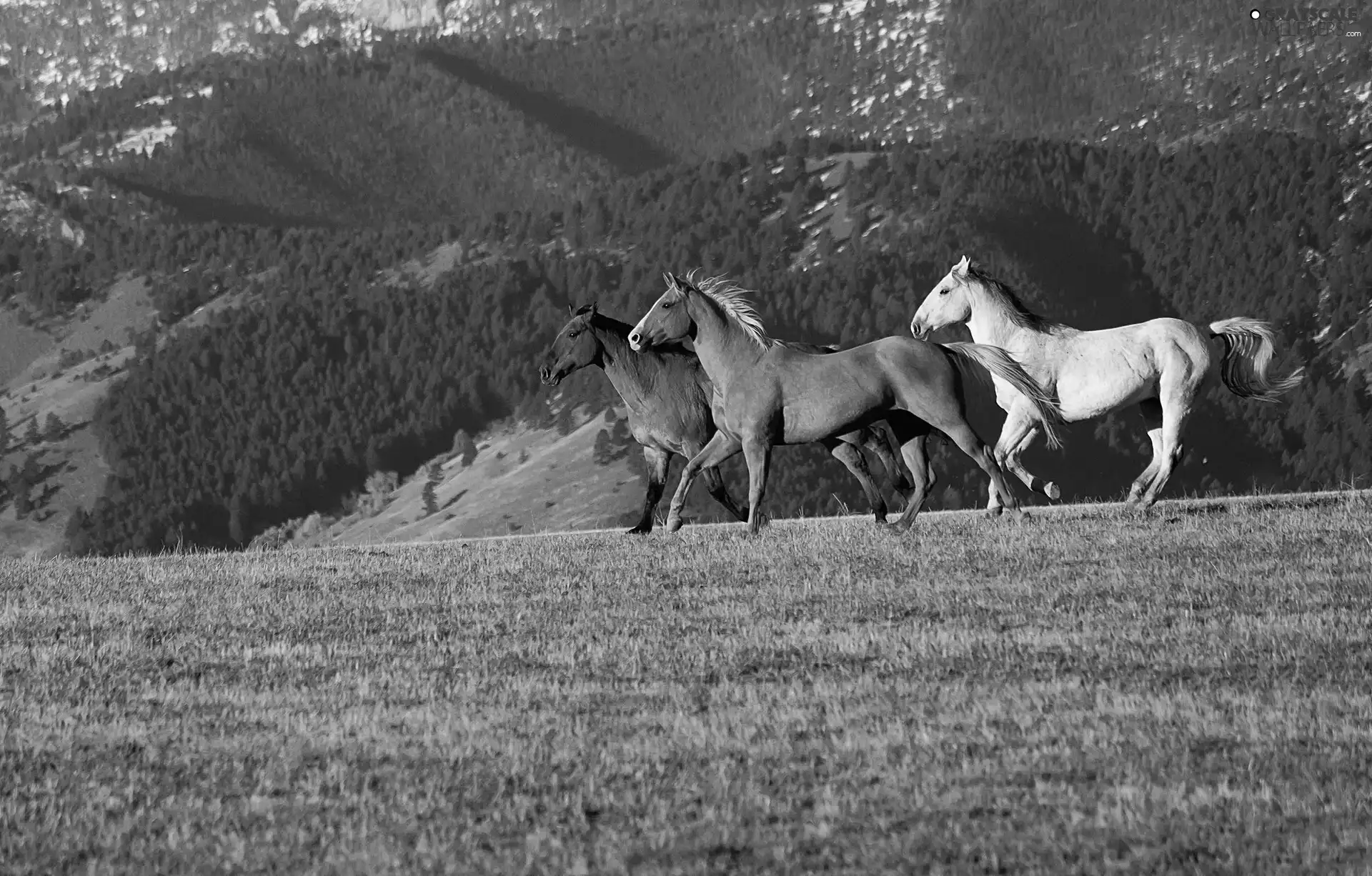 Mountains, bloodstock