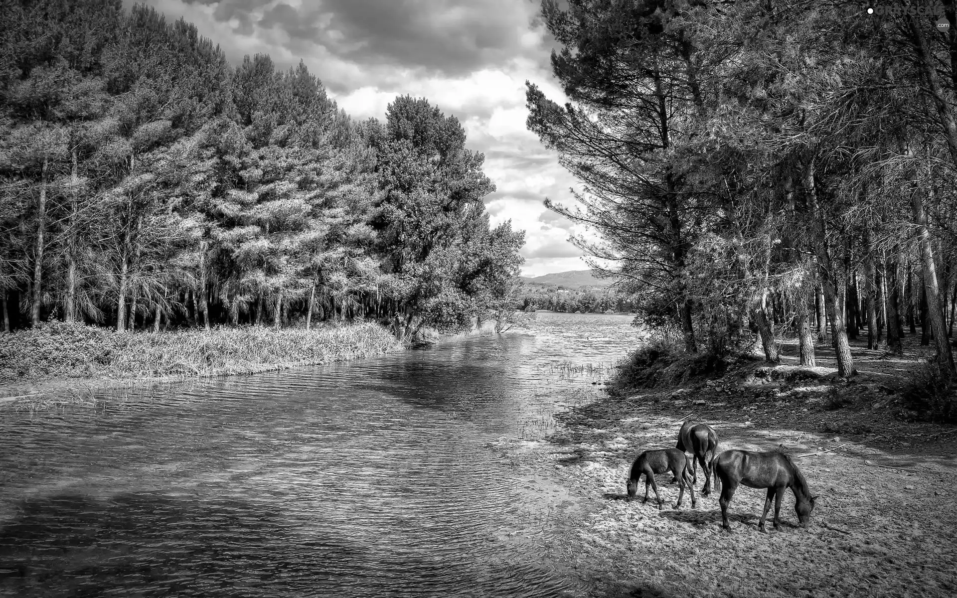 bloodstock, forest, River